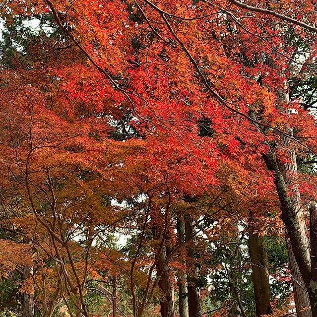 山粧う 塚本住建のブログ 写真3