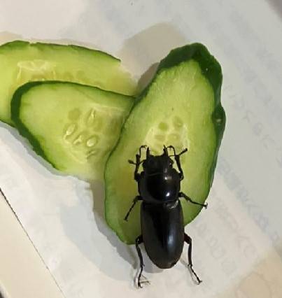 AKBT土崎港店【🐛虫ブログ🐞】クワガタ AKBT 土崎港店のブログ 写真1