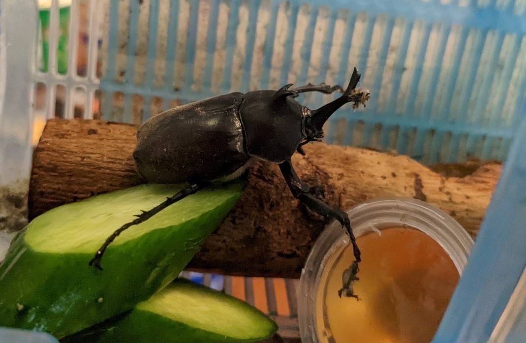 みんな大好き🥰AKBT土崎港店【🐛虫ブログ🐞】カブトムシ AKBT 土崎港店のブログ 写真1