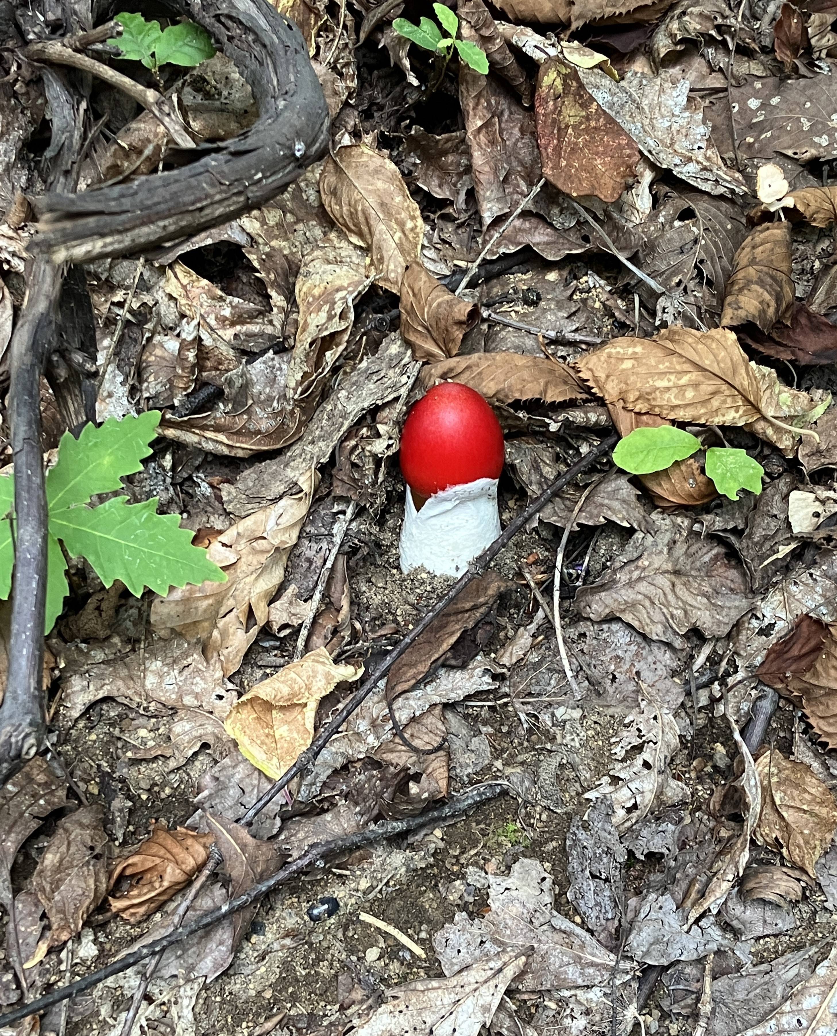 AKBT土崎港店【キノコ ブログ】タマゴタケ🍄 AKBT 土崎港店のブログ 写真1