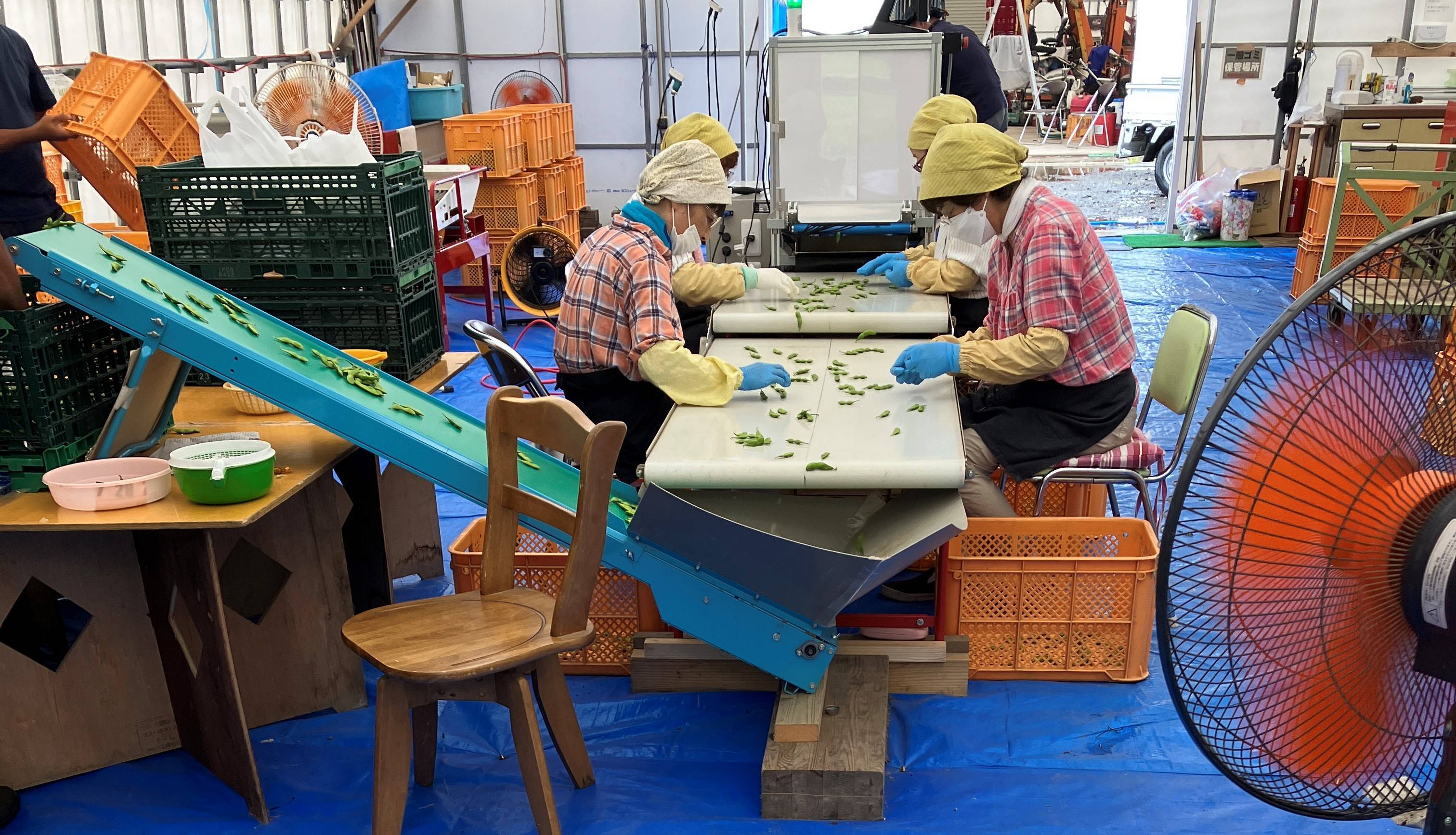 採れたての枝豆・とうもろこし🌽 AKBT 土崎港店のブログ 写真2