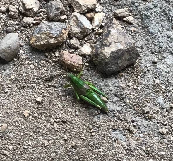 AKBT土崎港店【🐛虫ブログ🐞】イナゴ AKBT 土崎港店のブログ 写真1