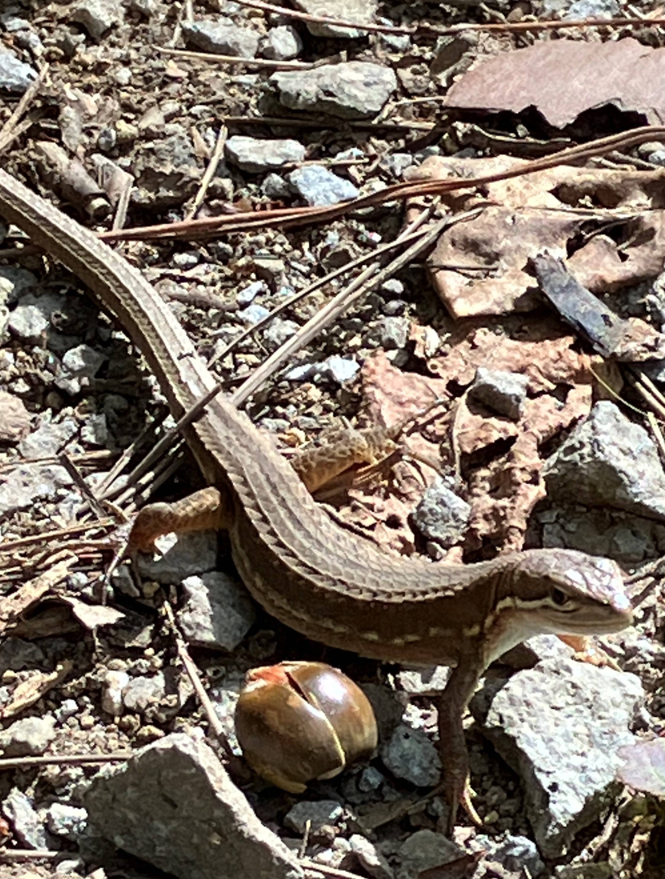 AKBT土崎港店【🐍ペットブログ🐍】カナヘビ AKBT 土崎港店のブログ 写真2