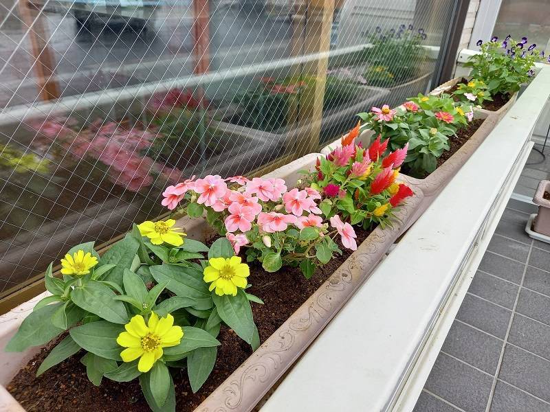 店舗前のお花🌼 杉戸ウインドトーヨー住器のブログ 写真1