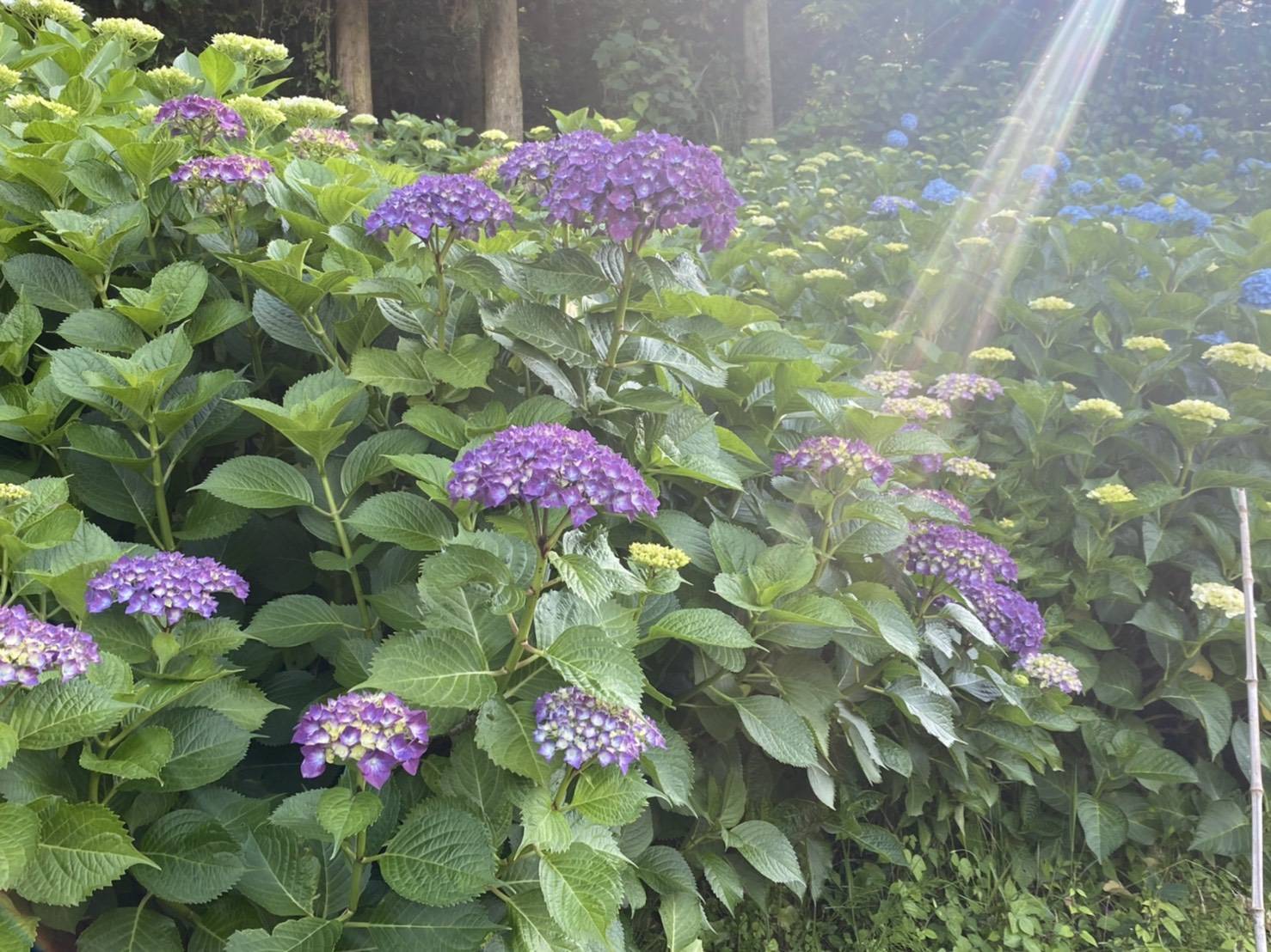 色とりどりの花々たち 大和アルミトーヨー住器のブログ 写真1