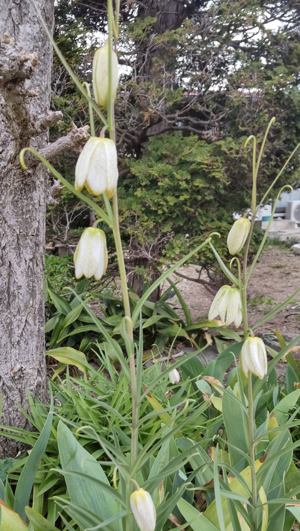 春の訪れを知らせてくれる🌸　その2 大角屋トーヨー住器のブログ 写真1