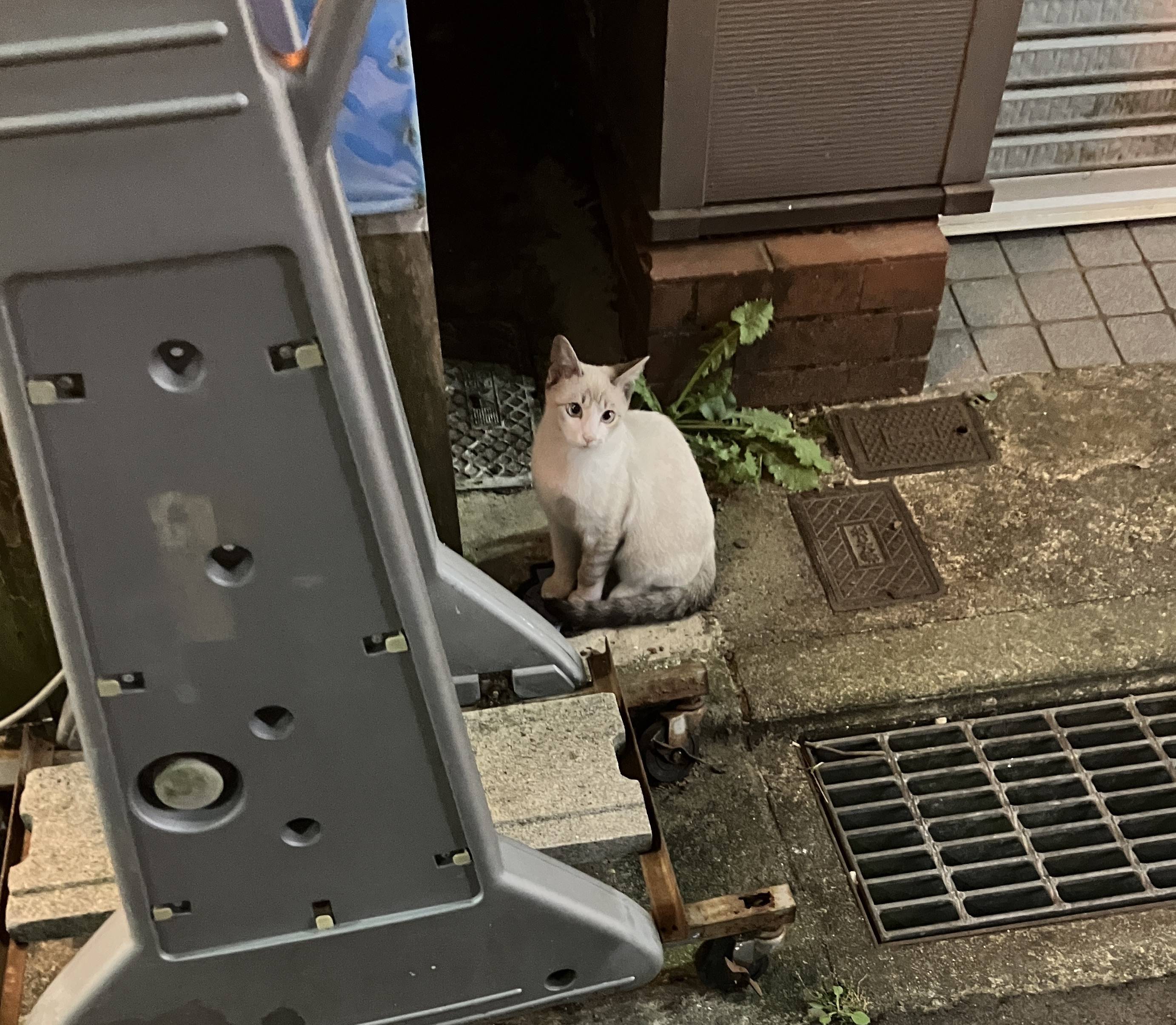 秋田市歓楽街【 川反の猫🐈】 AKBT 土崎港店のブログ 写真1