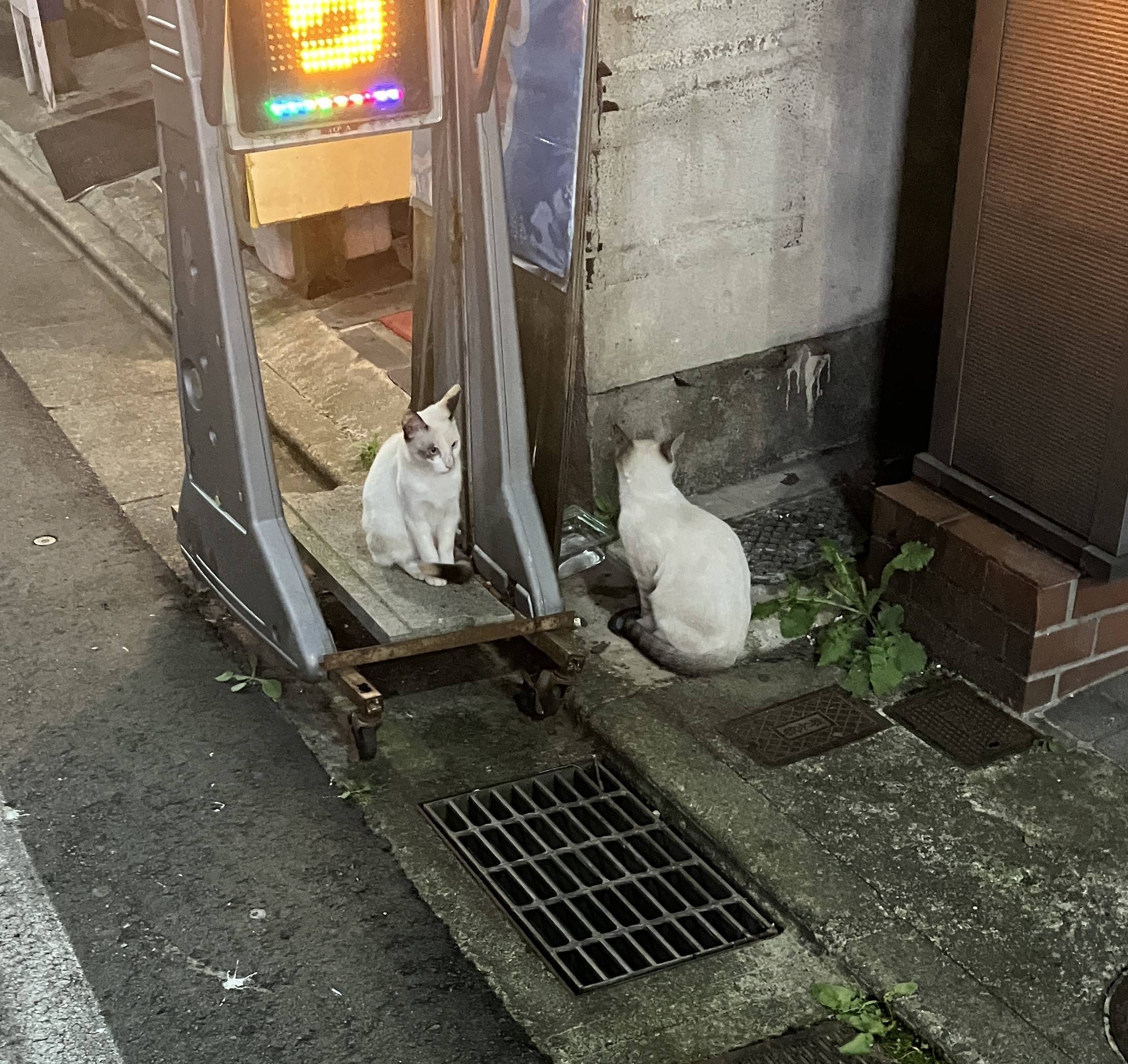 秋田市歓楽街【 川反の猫🐈】 AKBT 土崎港店のブログ 写真2