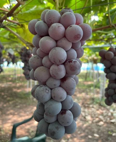 ぶどう狩り🍇 AKBT 土崎港店のブログ 写真2