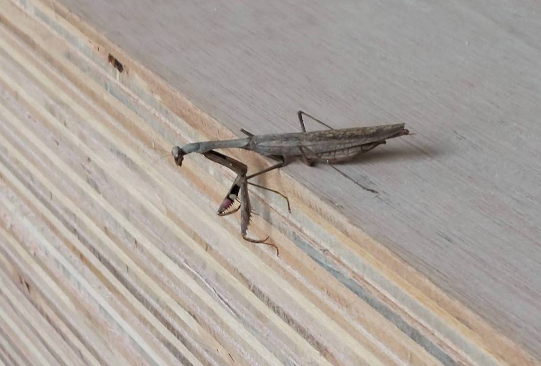 AKBT土崎港店【🐝虫ブログ🐜】コカマキリ AKBT 土崎港店のブログ 写真2