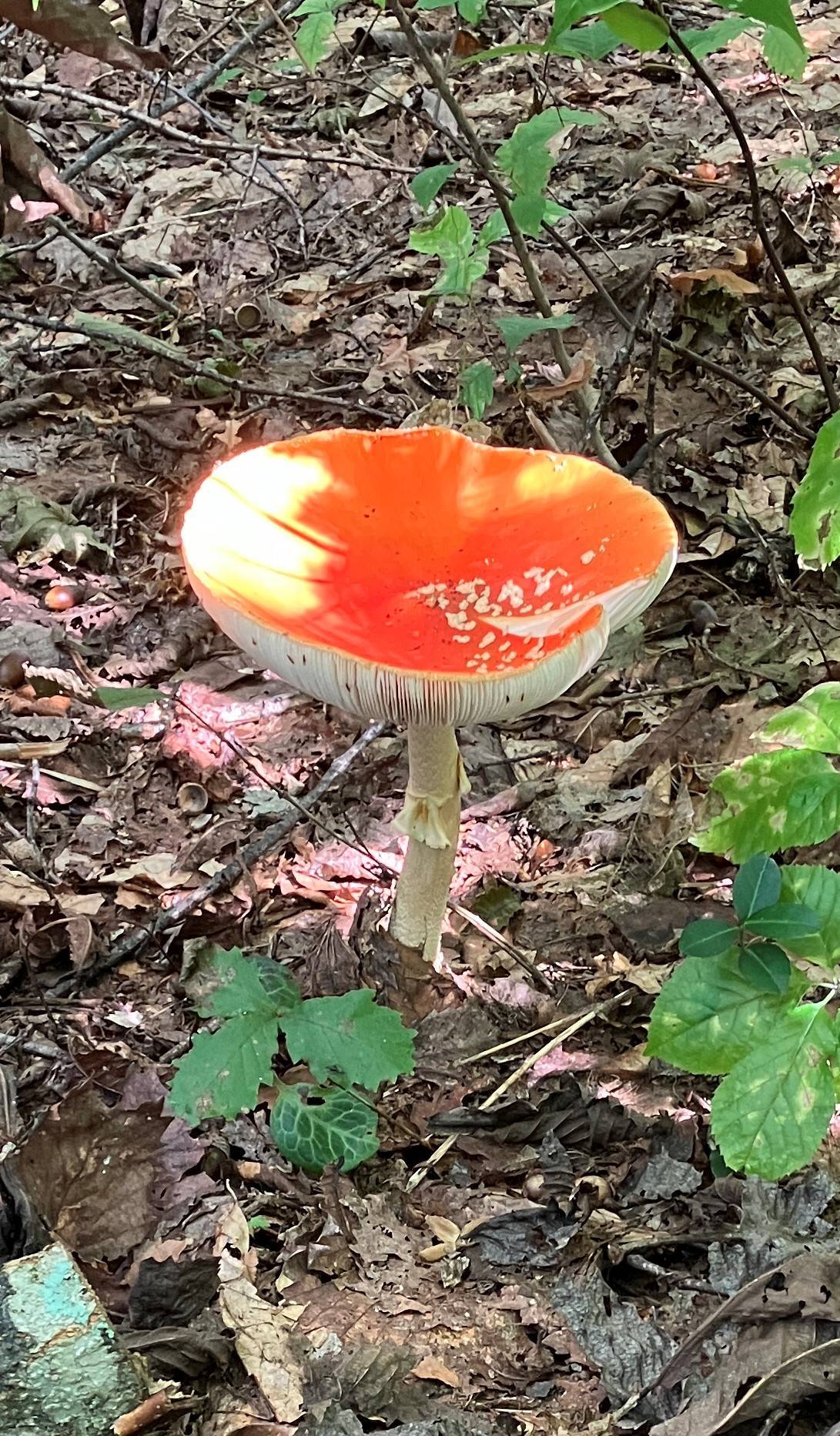 AKBT土崎港店【🍄キノコブログ🍄】 AKBT 土崎港店のブログ 写真2