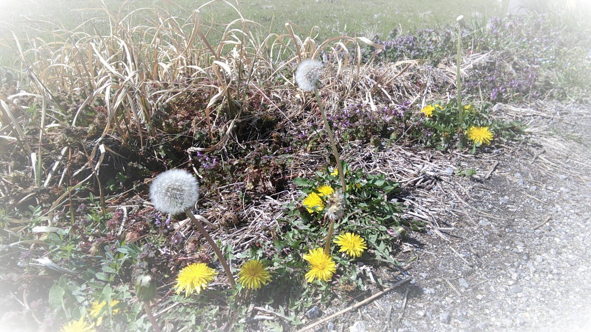 タンポポの花と綿毛は… ウチヤマのブログ 写真1