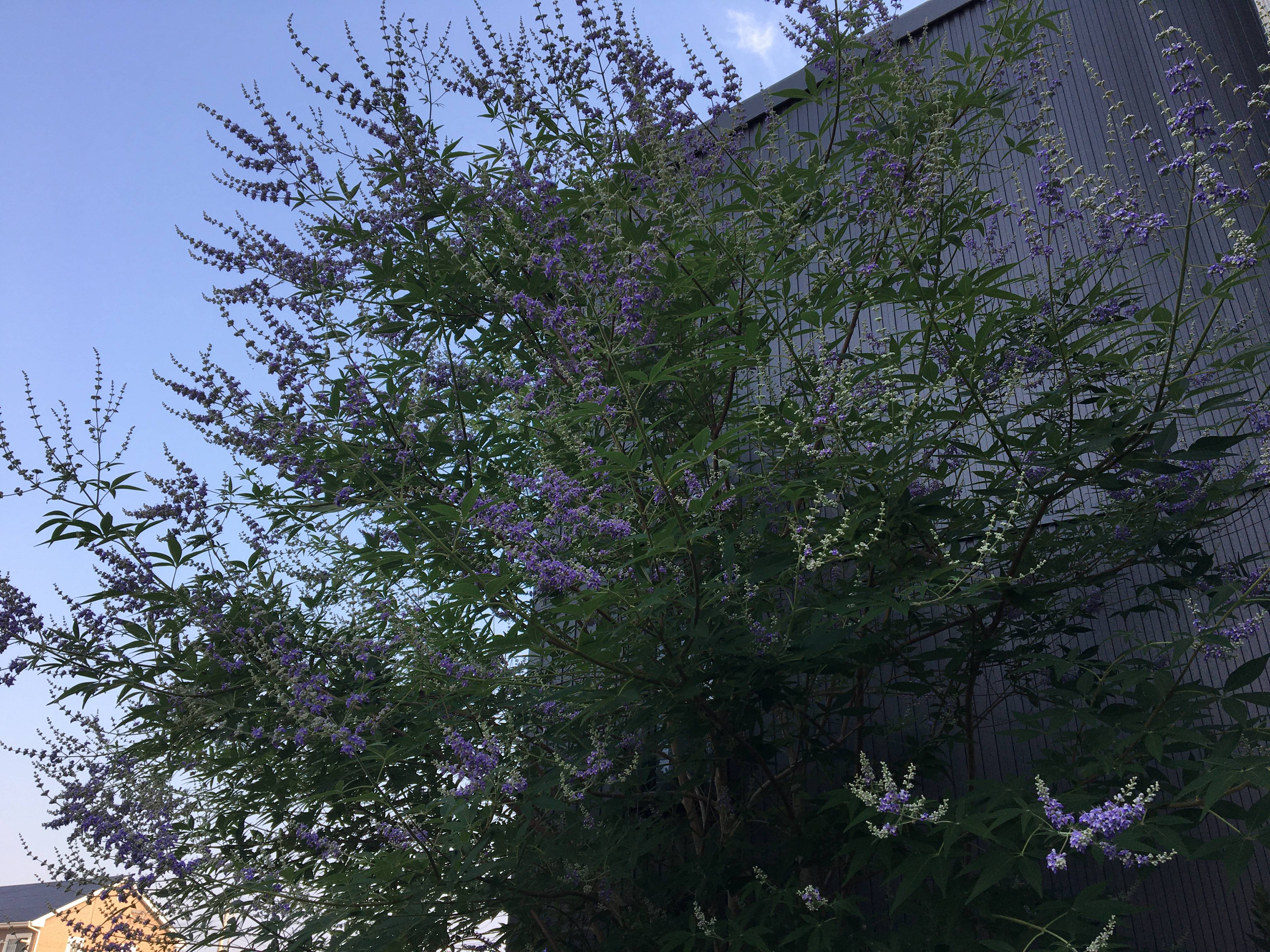 事務所敷地内の花々たち 大和アルミトーヨー住器のブログ 写真1