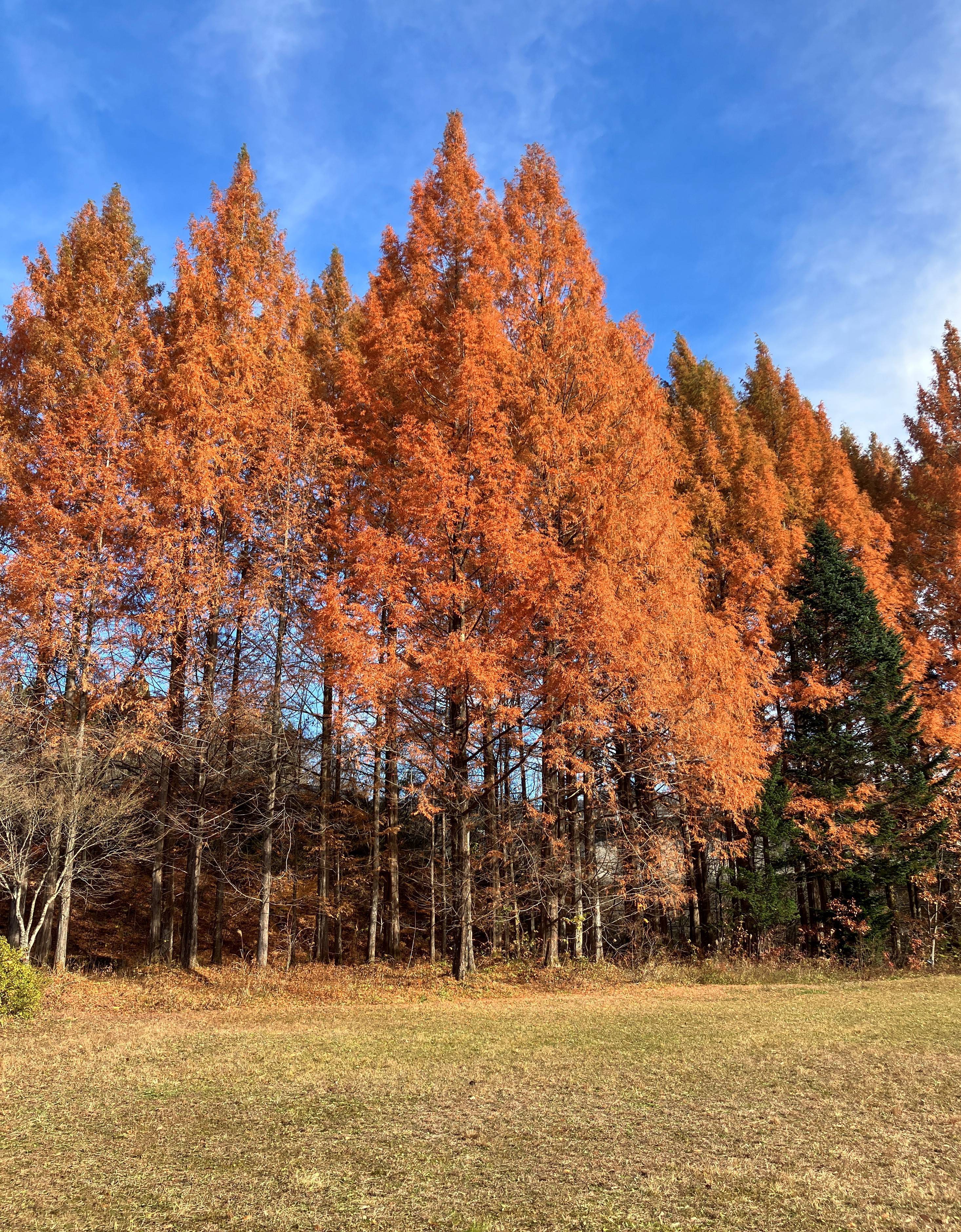 🍂今年、最後？の紅葉🍁 AKBT 土崎港店のブログ 写真2