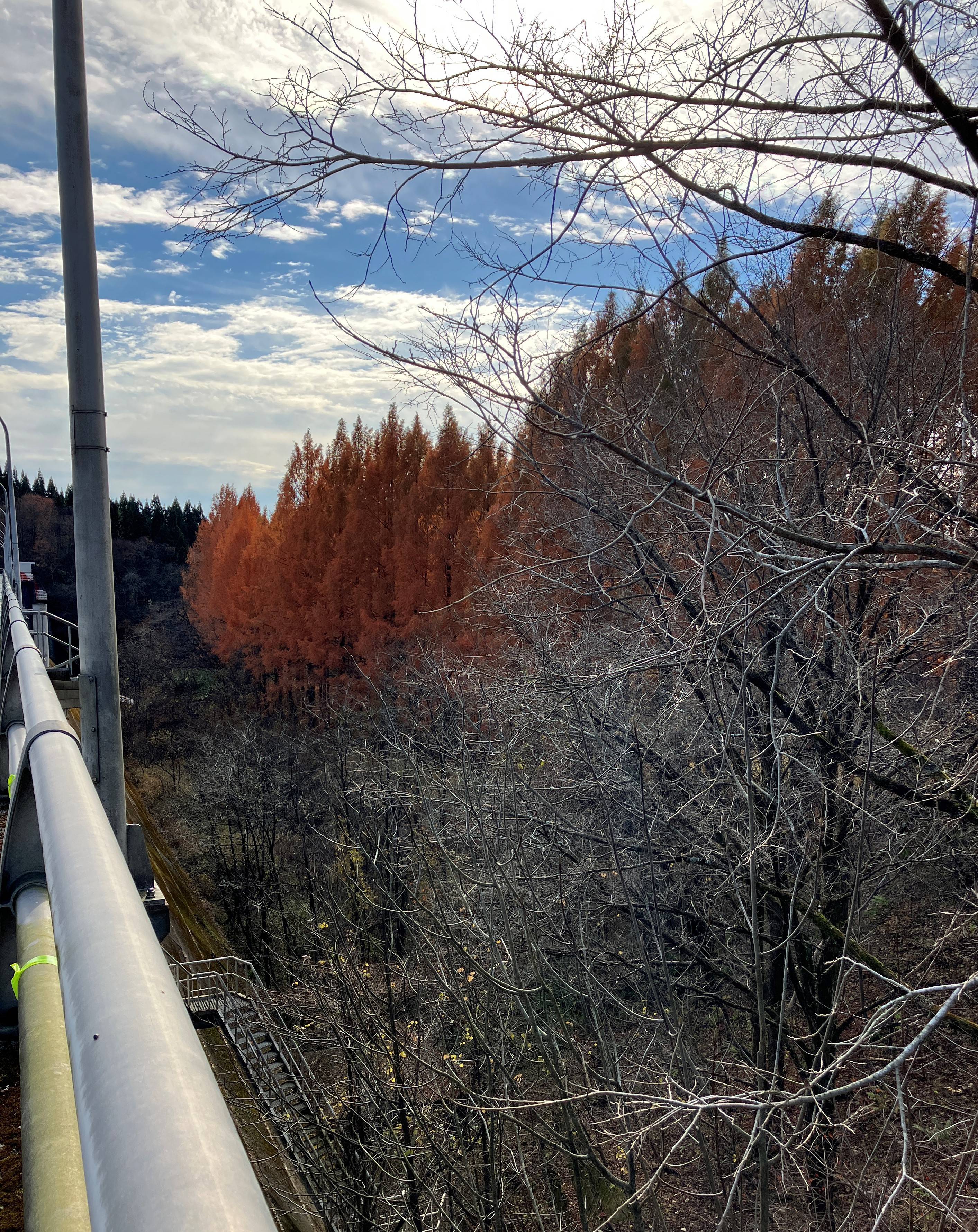 🍂今年、最後？の紅葉🍁 AKBT 土崎港店のブログ 写真3