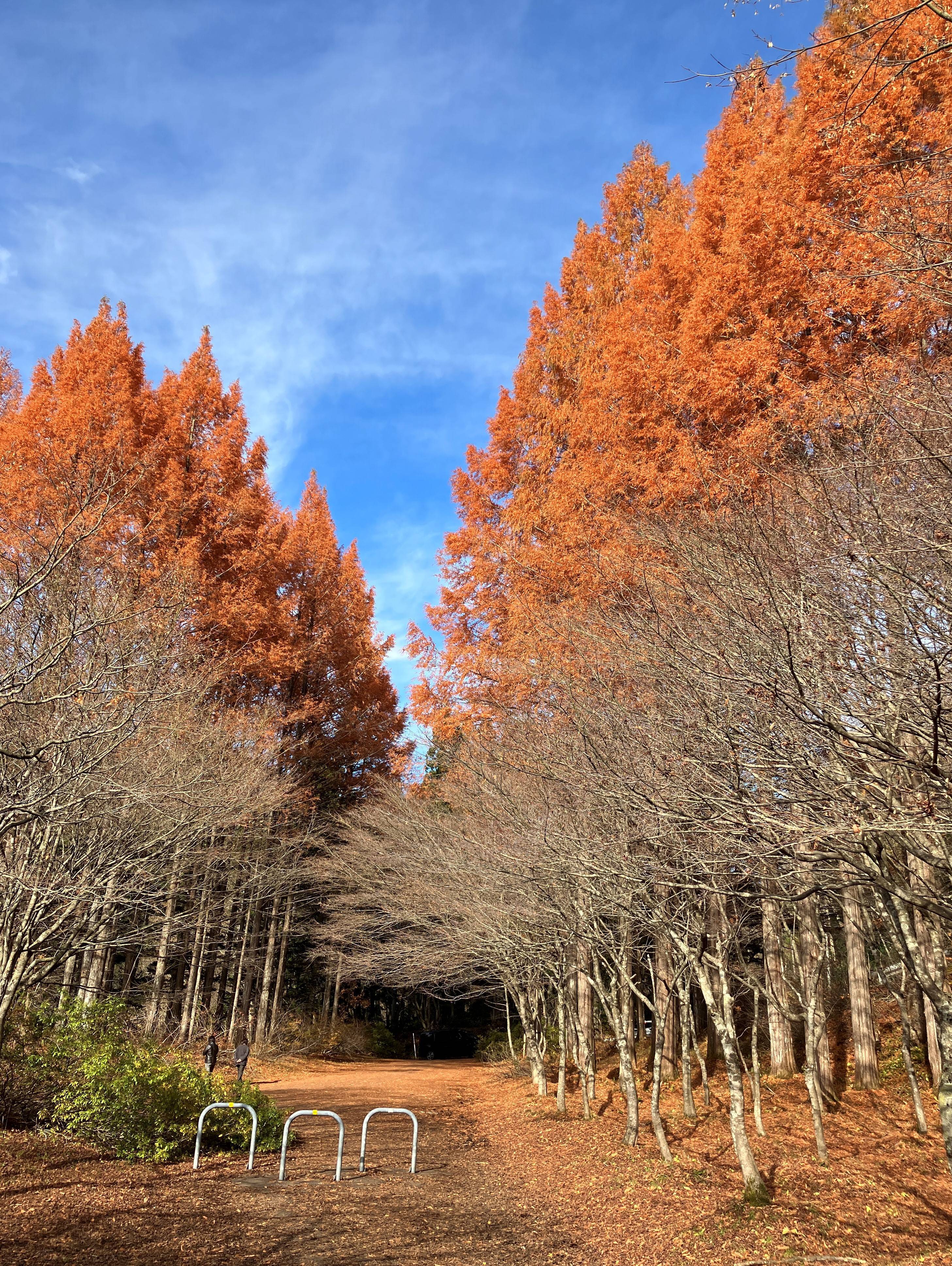 🍂今年、最後？の紅葉🍁 AKBT 土崎港店のブログ 写真1