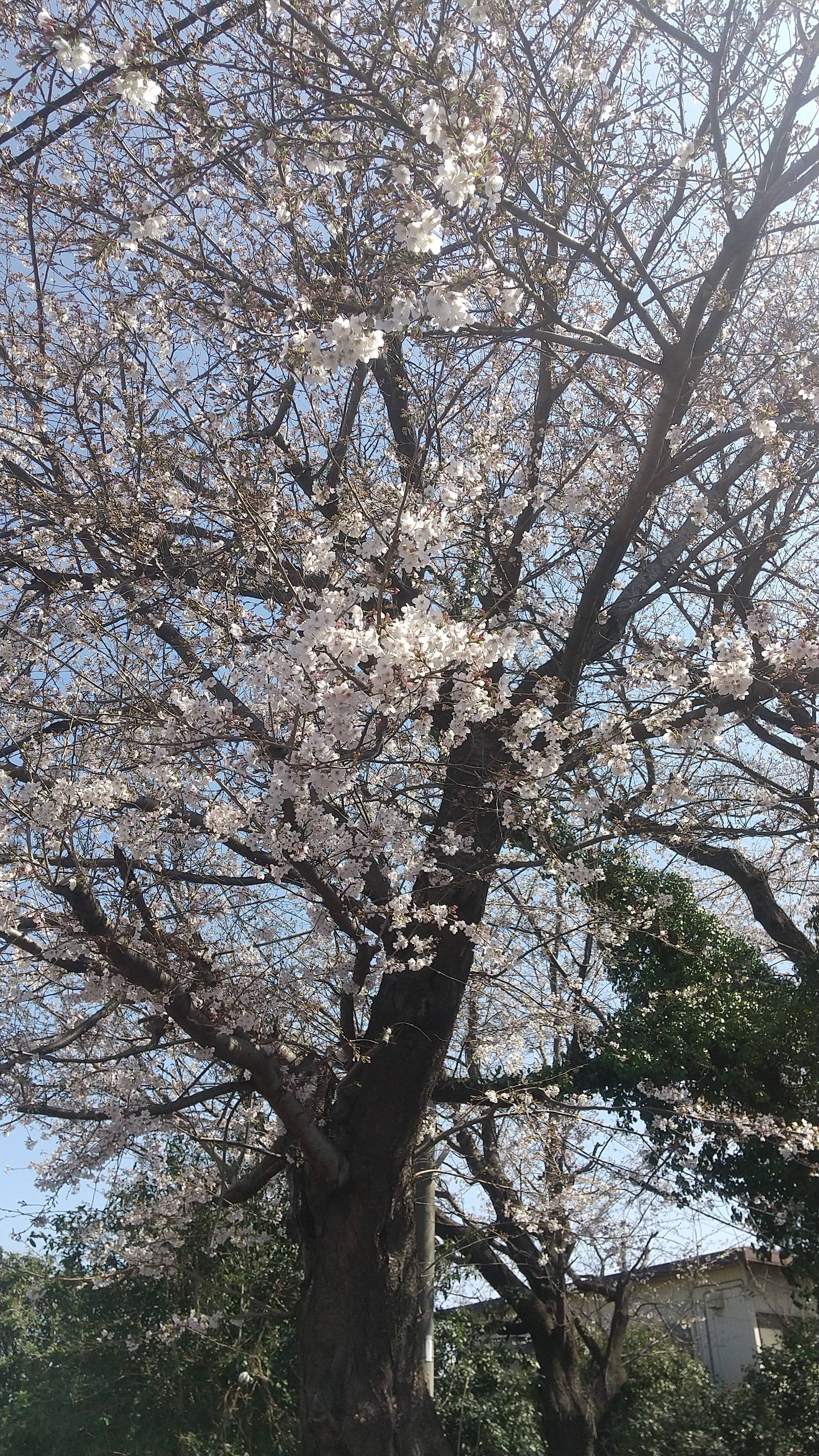 さまざまのこと思い出す桜かな。 青梅トーヨー住器 所沢店のブログ 写真2
