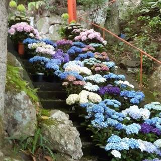 あじさい寺 塚本住建のブログ 写真1