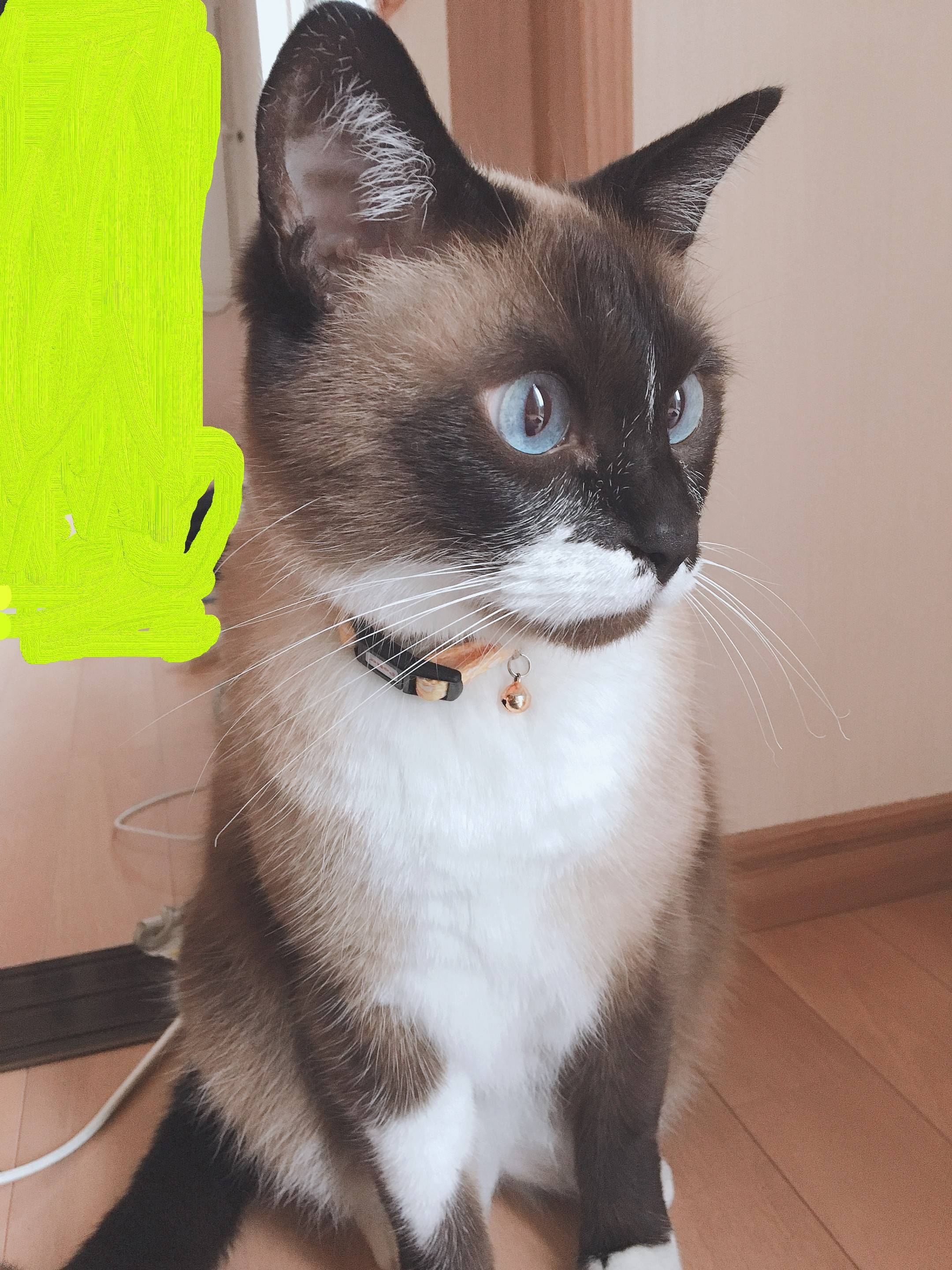 実家の猫も成長 ヒロトーヨー住器のブログ 写真4