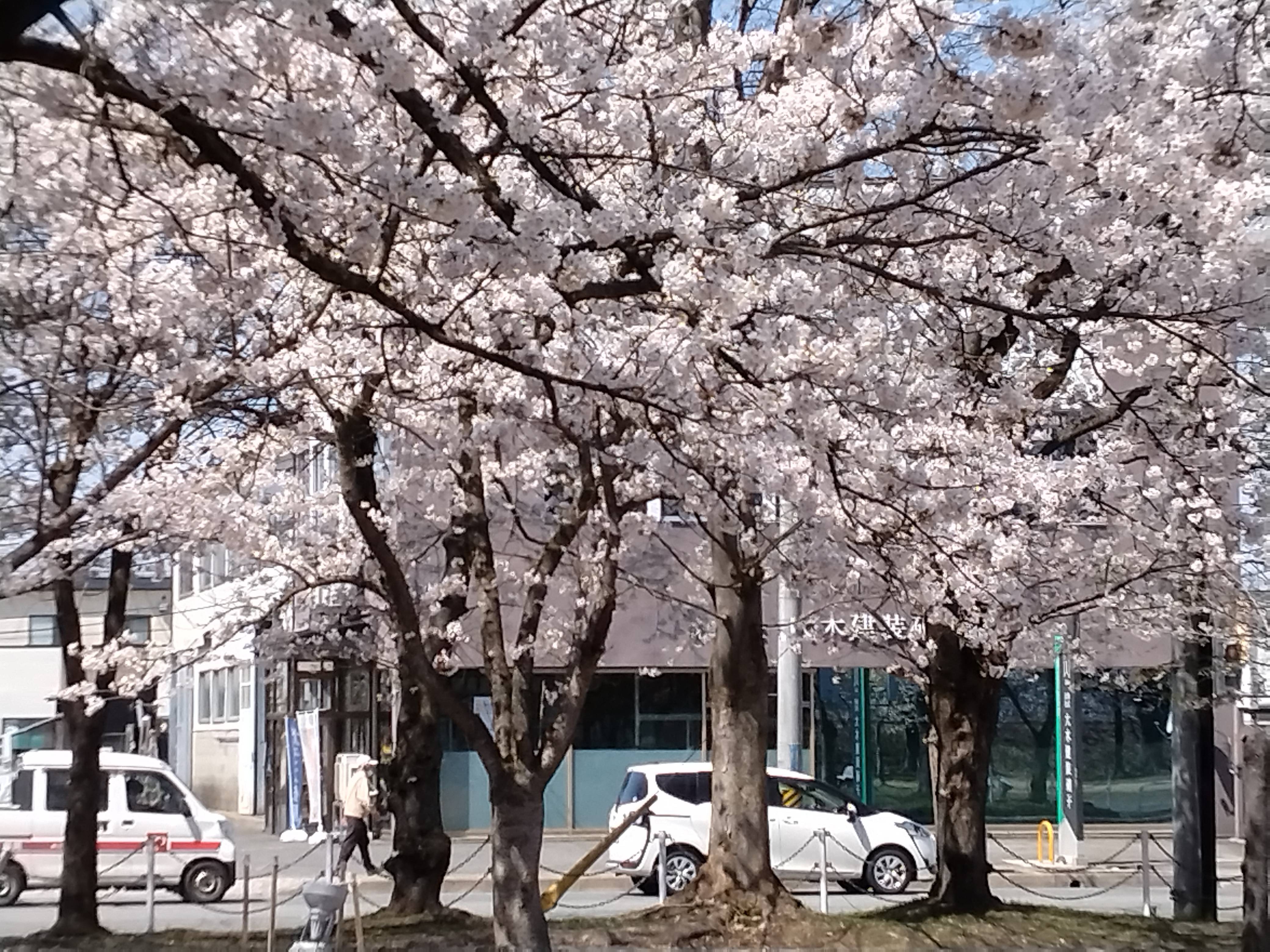 咲きました！春がきた！北村公園！ 大木建装硝子のブログ 写真7