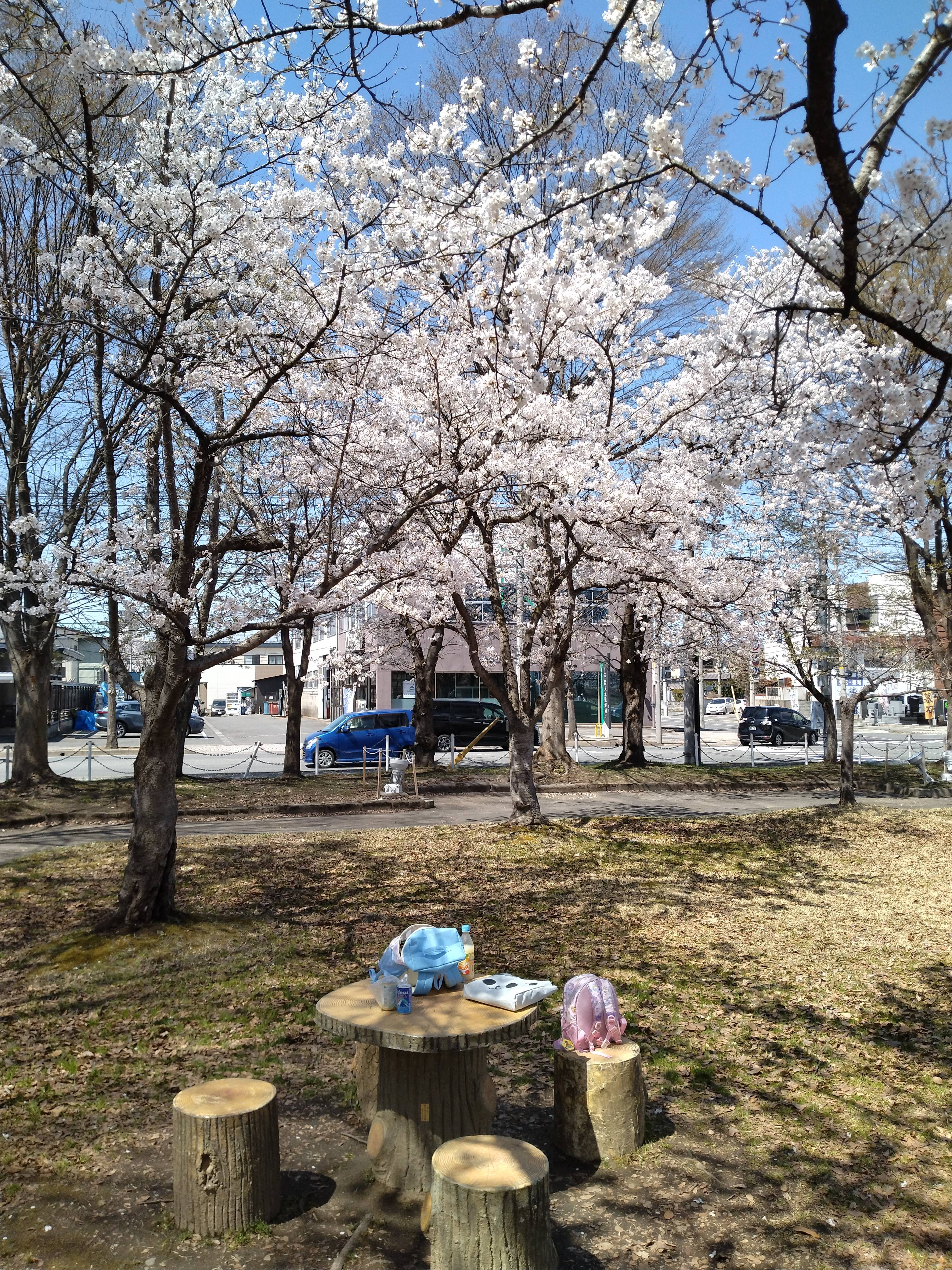 咲きました！春がきた！北村公園！ 大木建装硝子のブログ 写真1