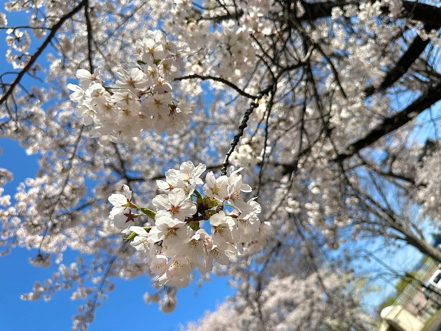 咲きました！春がきた！北村公園！ 大木建装硝子のブログ 写真5