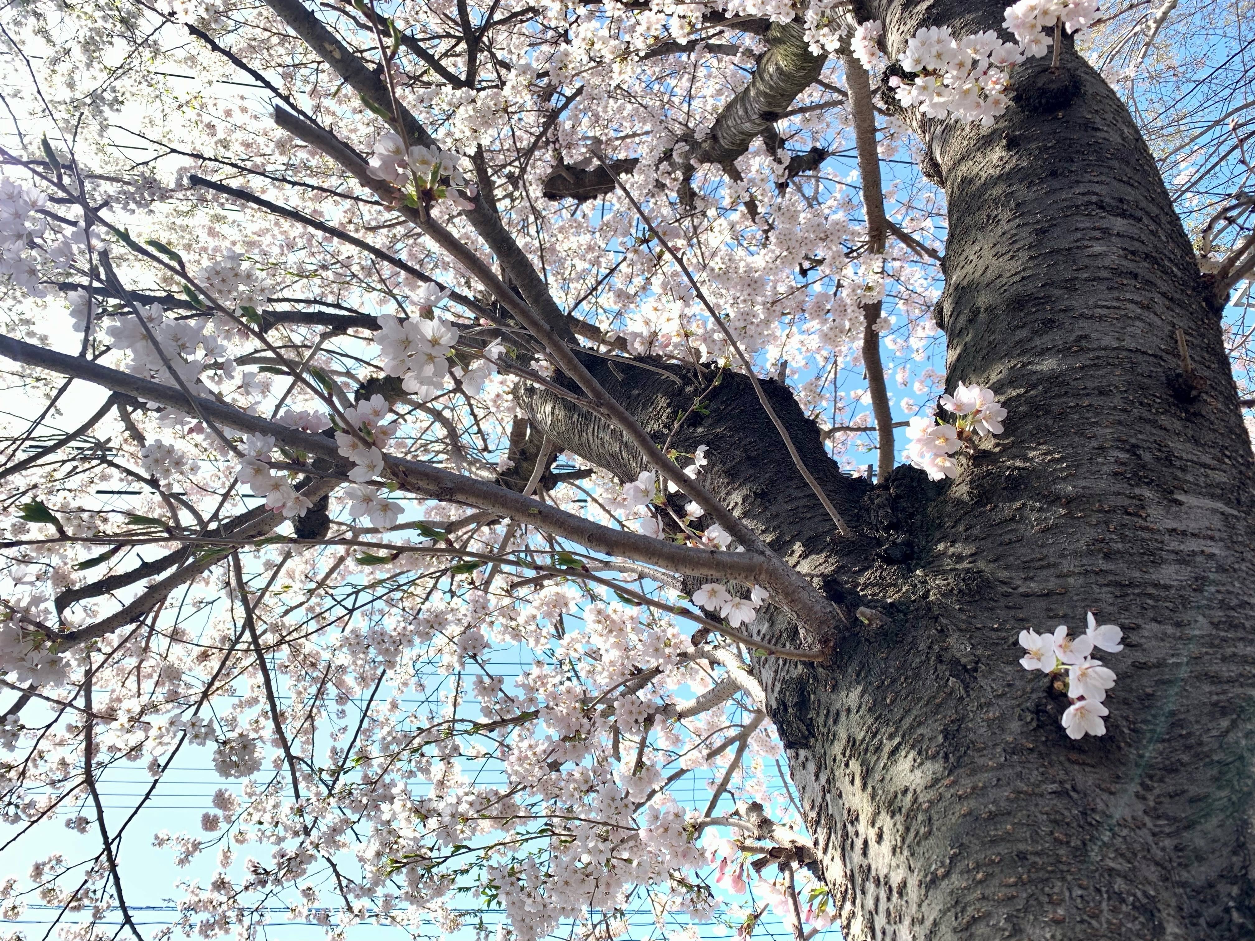 咲きました！春がきた！北村公園！ 大木建装硝子のブログ 写真3