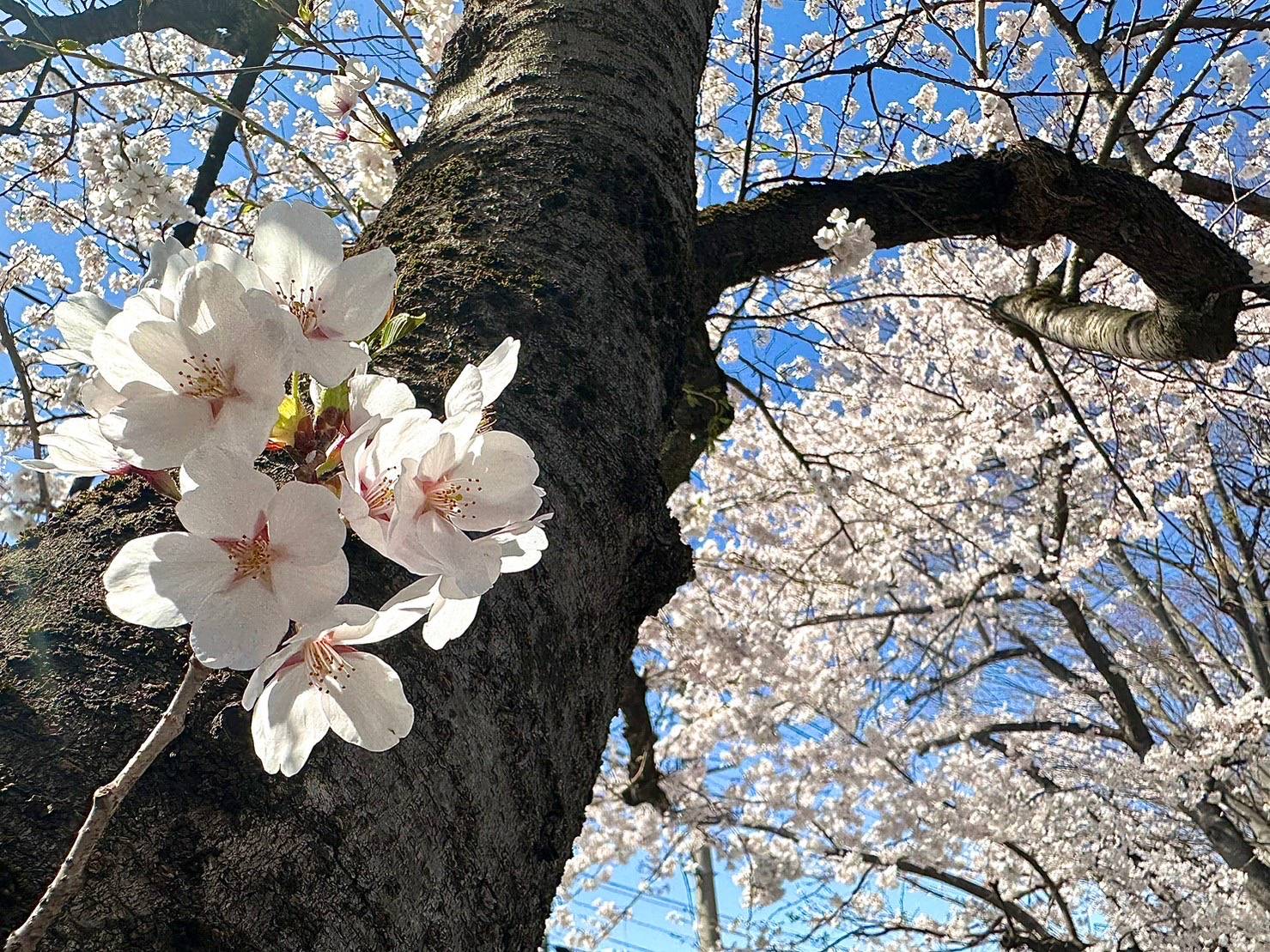 咲きました！春がきた！北村公園！ 大木建装硝子のブログ 写真4