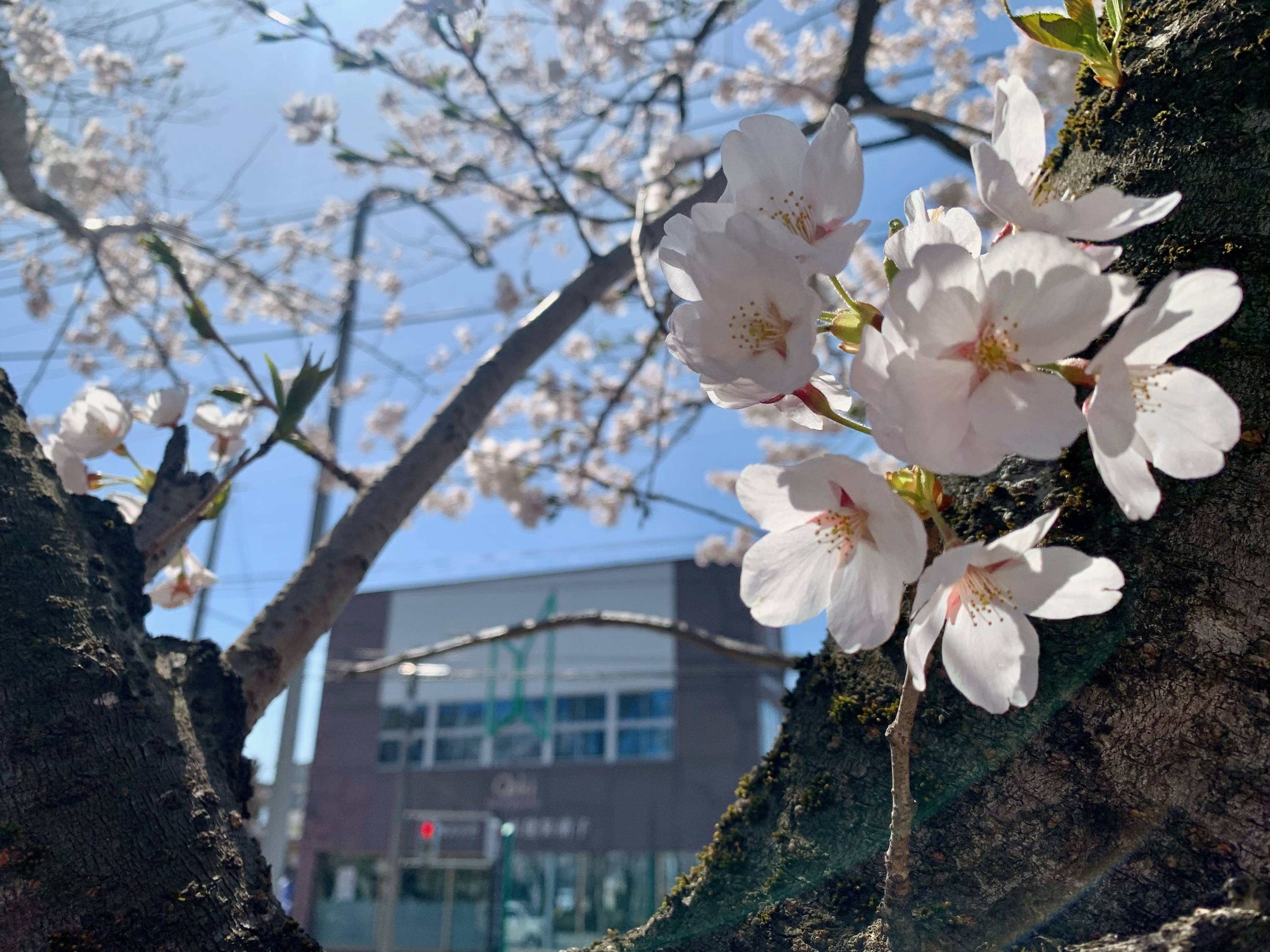 咲きました！春がきた！北村公園！ 大木建装硝子のブログ 写真2