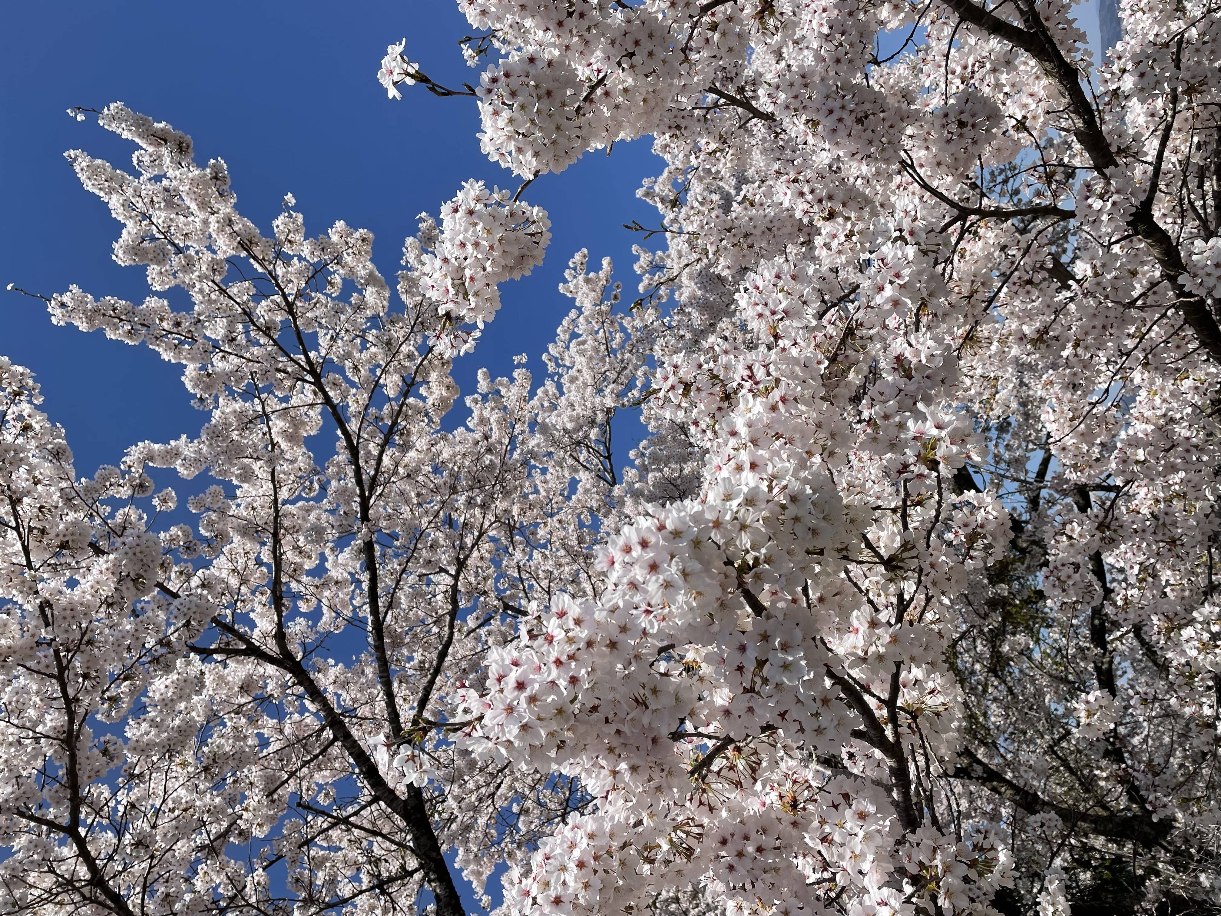 桜🌸 千葉トーヨー住器のブログ 写真1