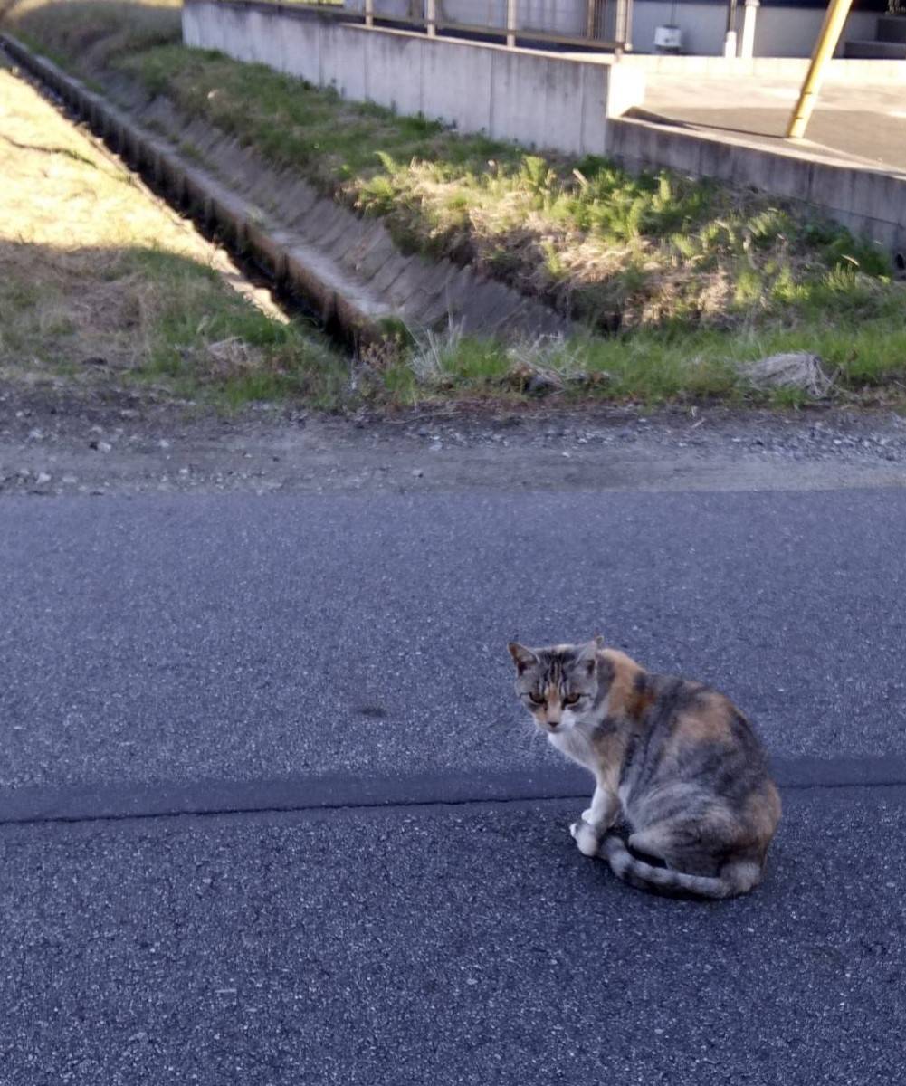 ネコちゃんに遭遇 ウチヤマのブログ 写真1