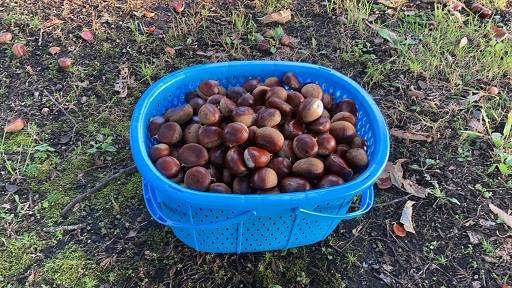 🍎りんご狩り🍎　🌰栗拾い🌰 AOBT 浪岡インター店のブログ 写真4