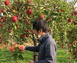 🍎りんご狩り🍎　🌰栗拾い🌰 AOBT 浪岡インター店のブログ 写真3