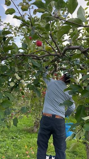 🍎りんご狩り🍎　🌰栗拾い🌰 AOBT 浪岡インター店のブログ 写真1