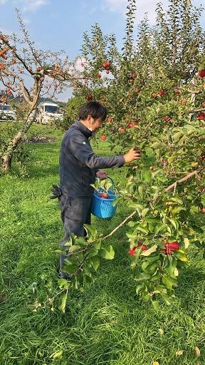 🍎りんご狩り🍎　🌰栗拾い🌰 AOBT 浪岡インター店のブログ 写真2