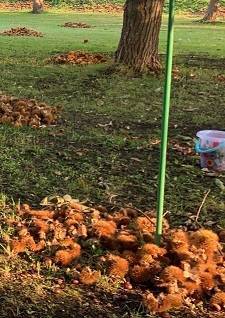 🍎りんご狩り🍎　🌰栗拾い🌰 AOBT 浪岡インター店のブログ 写真6