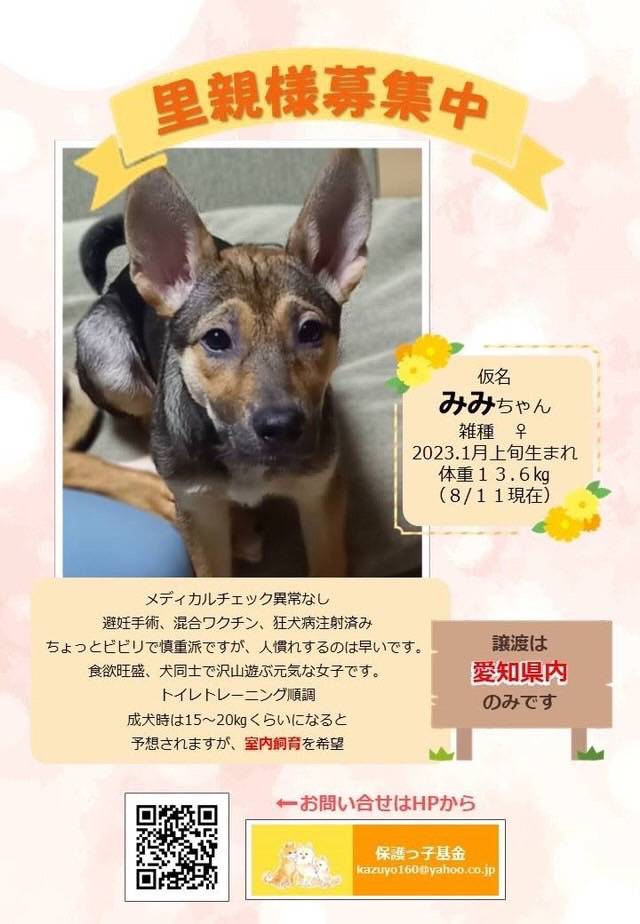 日日荘で保護犬の譲渡会 三輪ガラスのブログ 写真4
