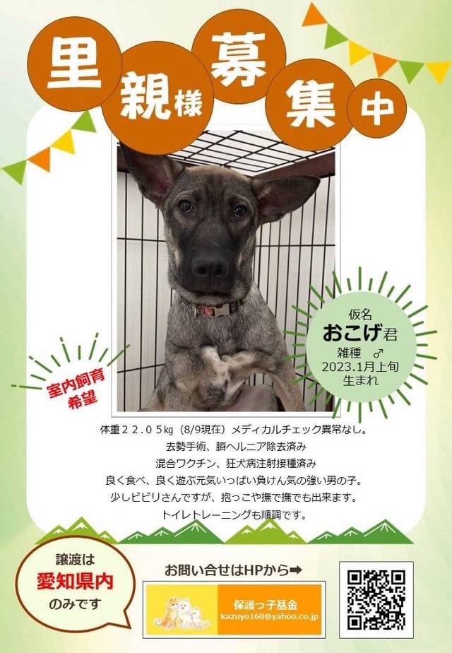 日日荘で保護犬の譲渡会 三輪ガラスのブログ 写真3