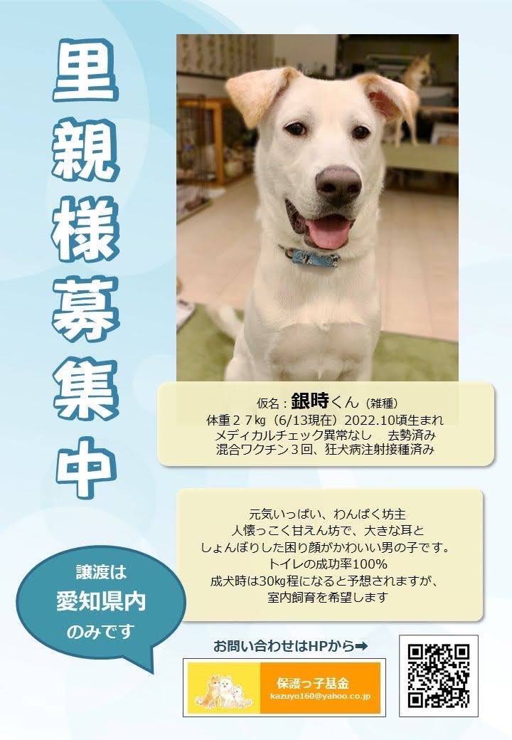 日日荘で保護犬の譲渡会 三輪ガラスのブログ 写真2