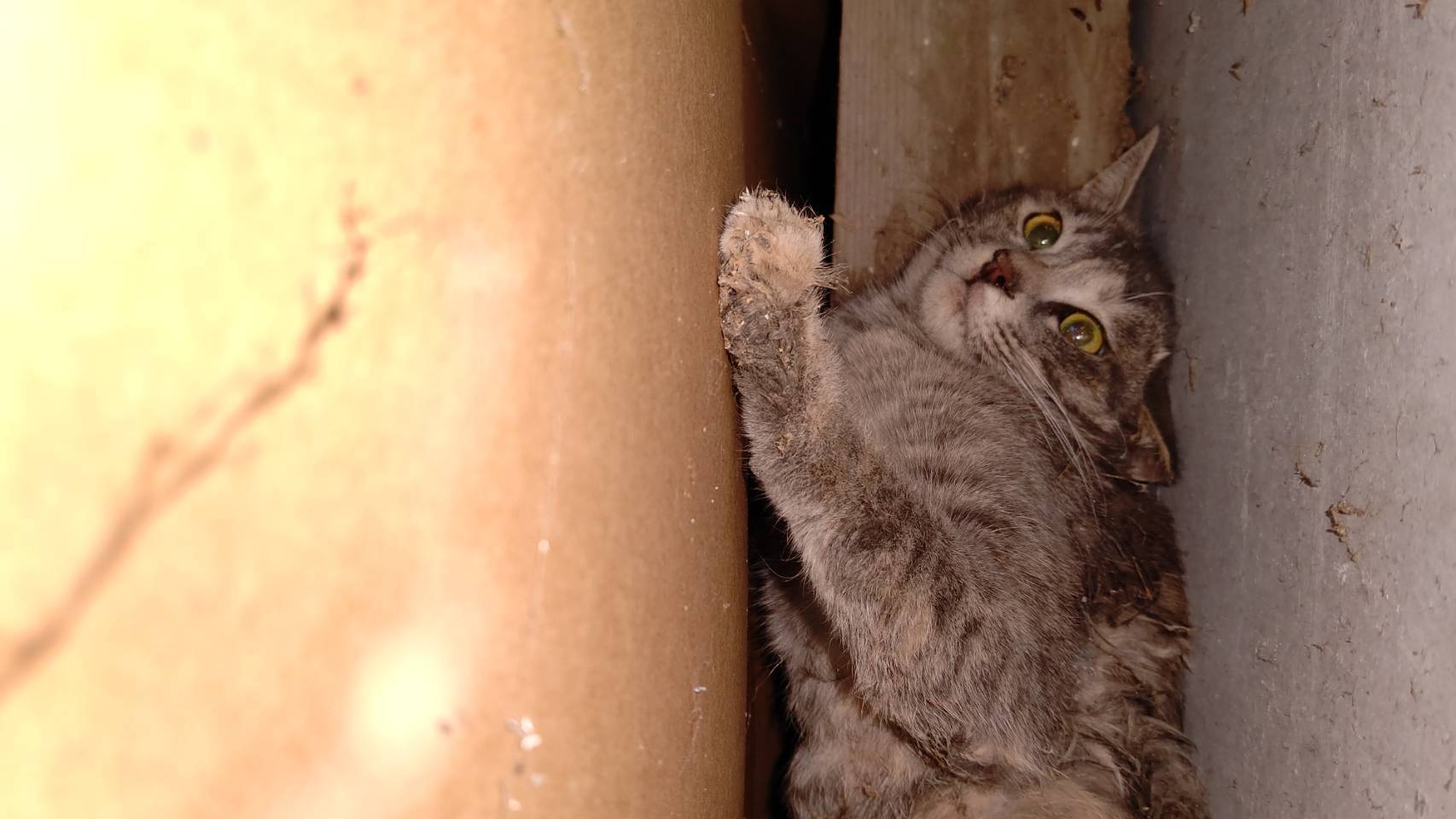 迷い猫🐈 サントーヨー住器のブログ 写真1