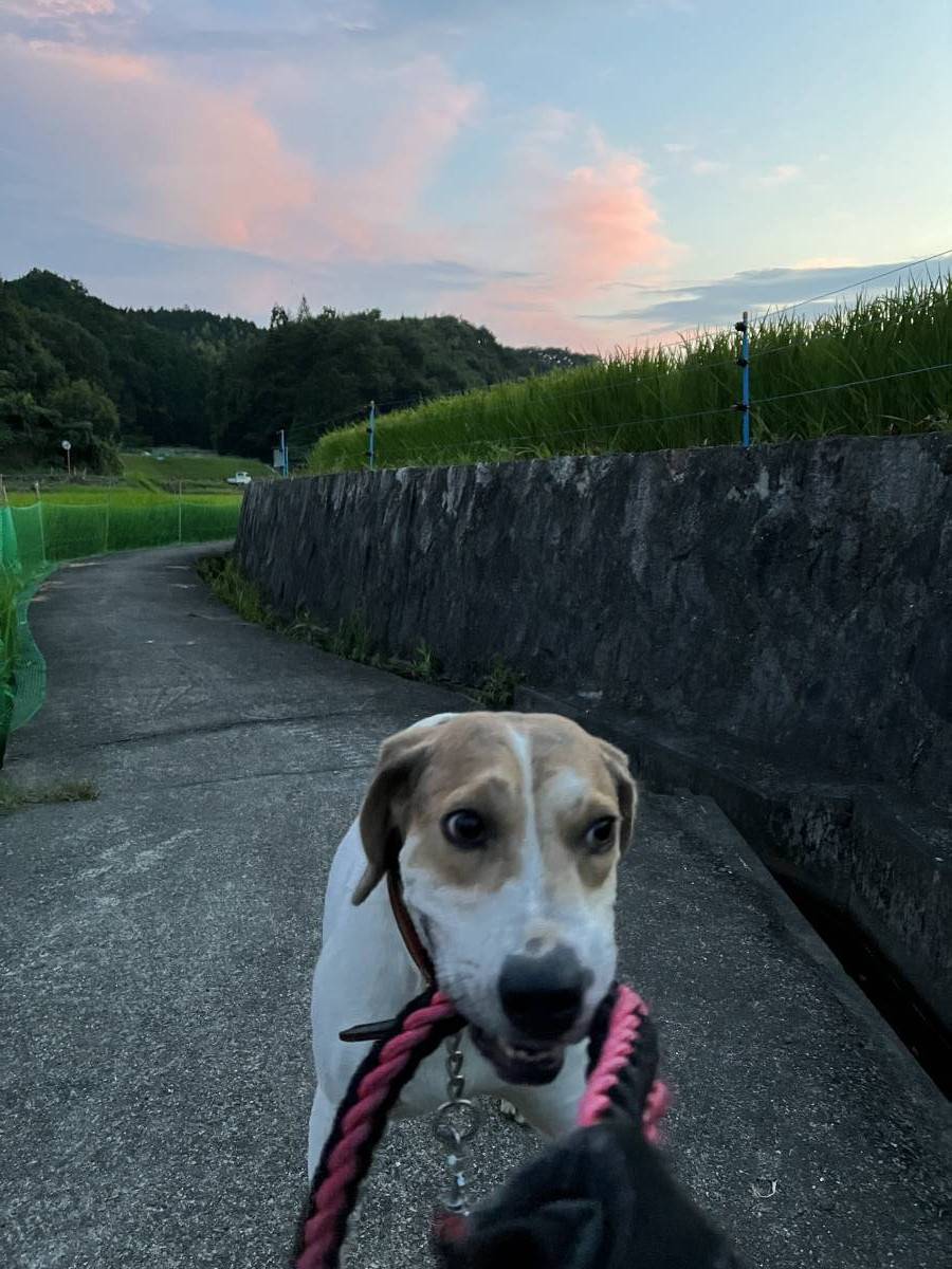 夕焼け サン建材トーヨー住器のブログ 写真1