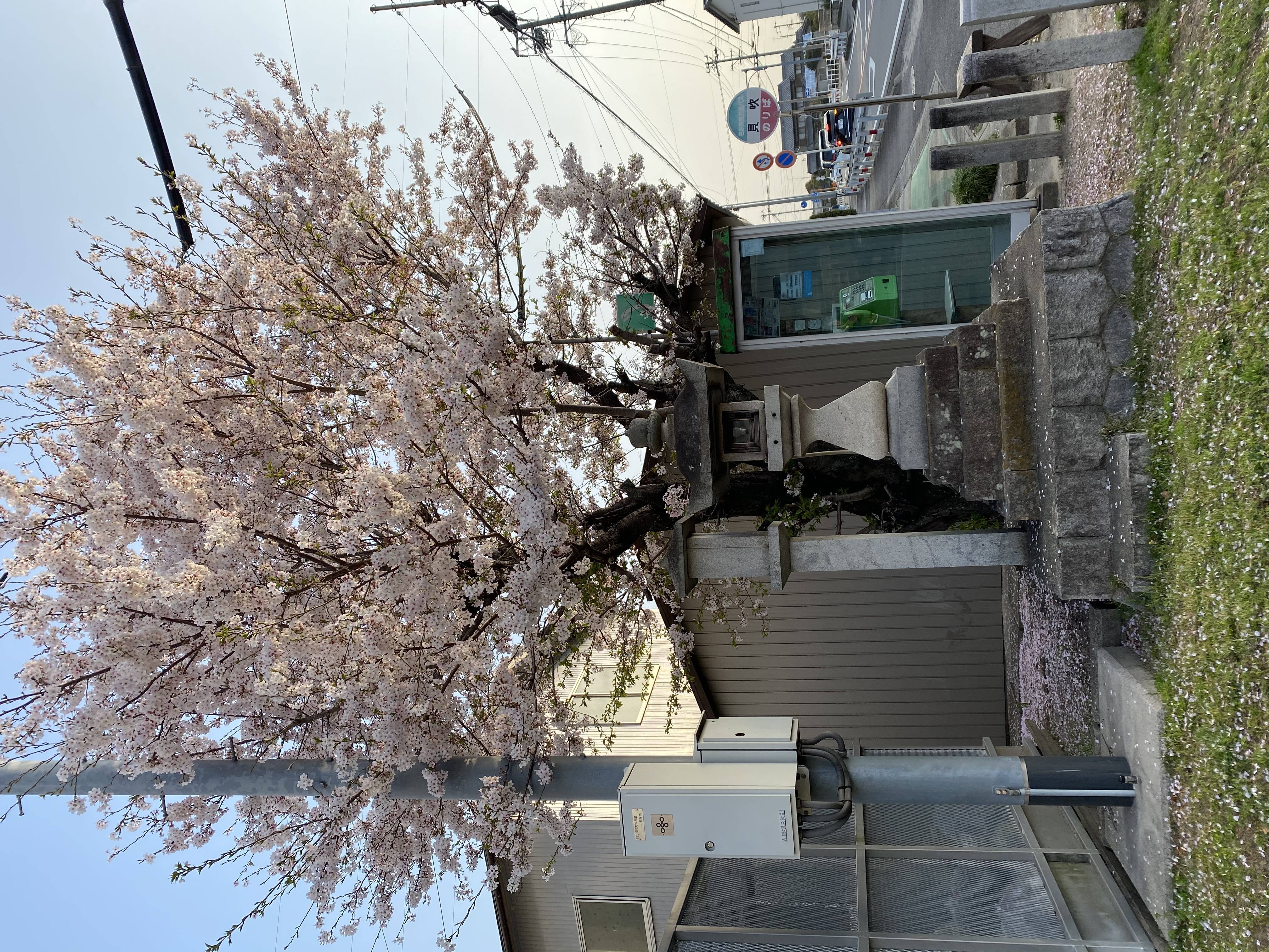 桜も終盤ですね！ MITSUWA 西尾のブログ 写真4
