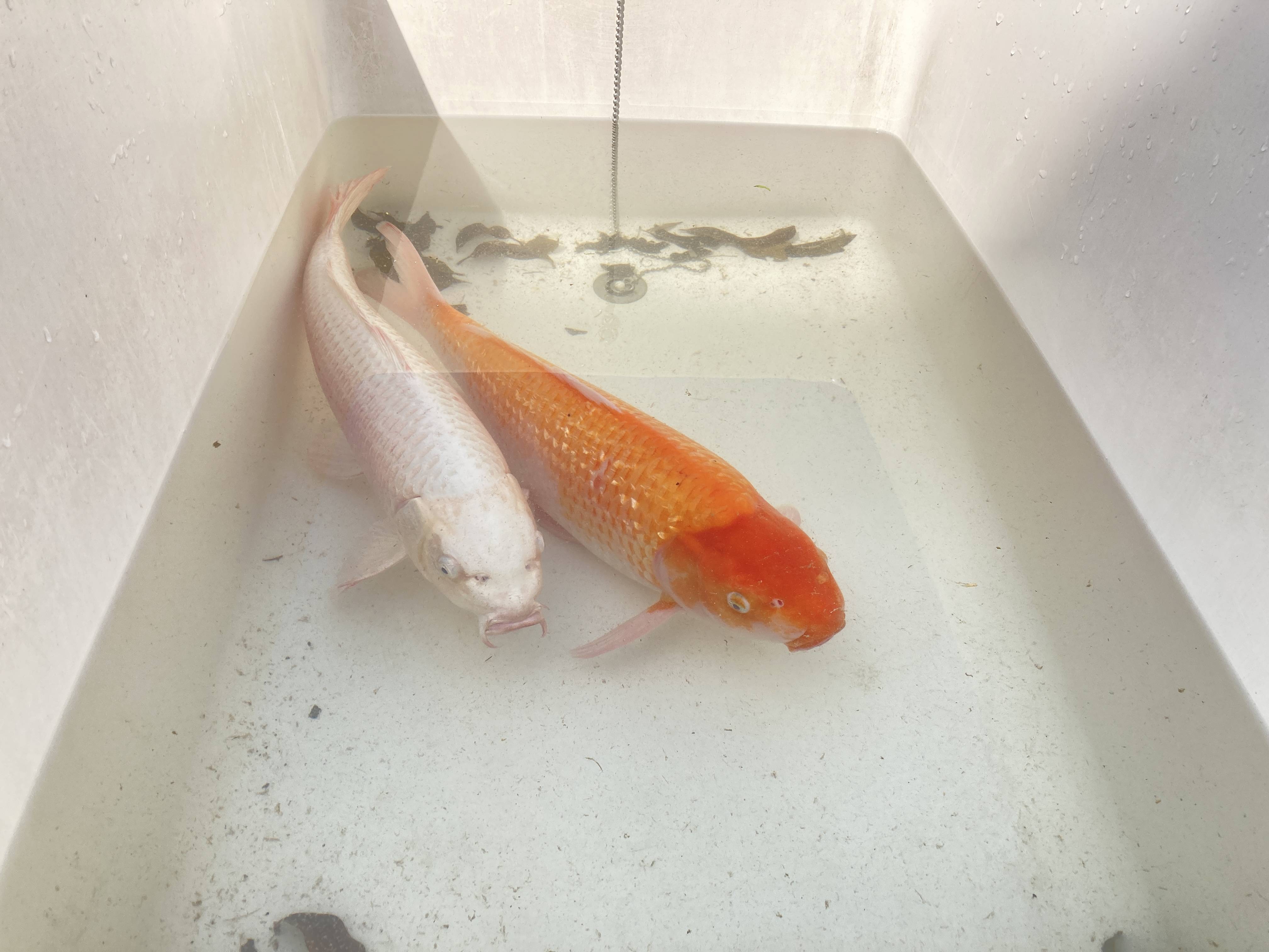 鯉の捕獲 ウチヤマのブログ 写真2