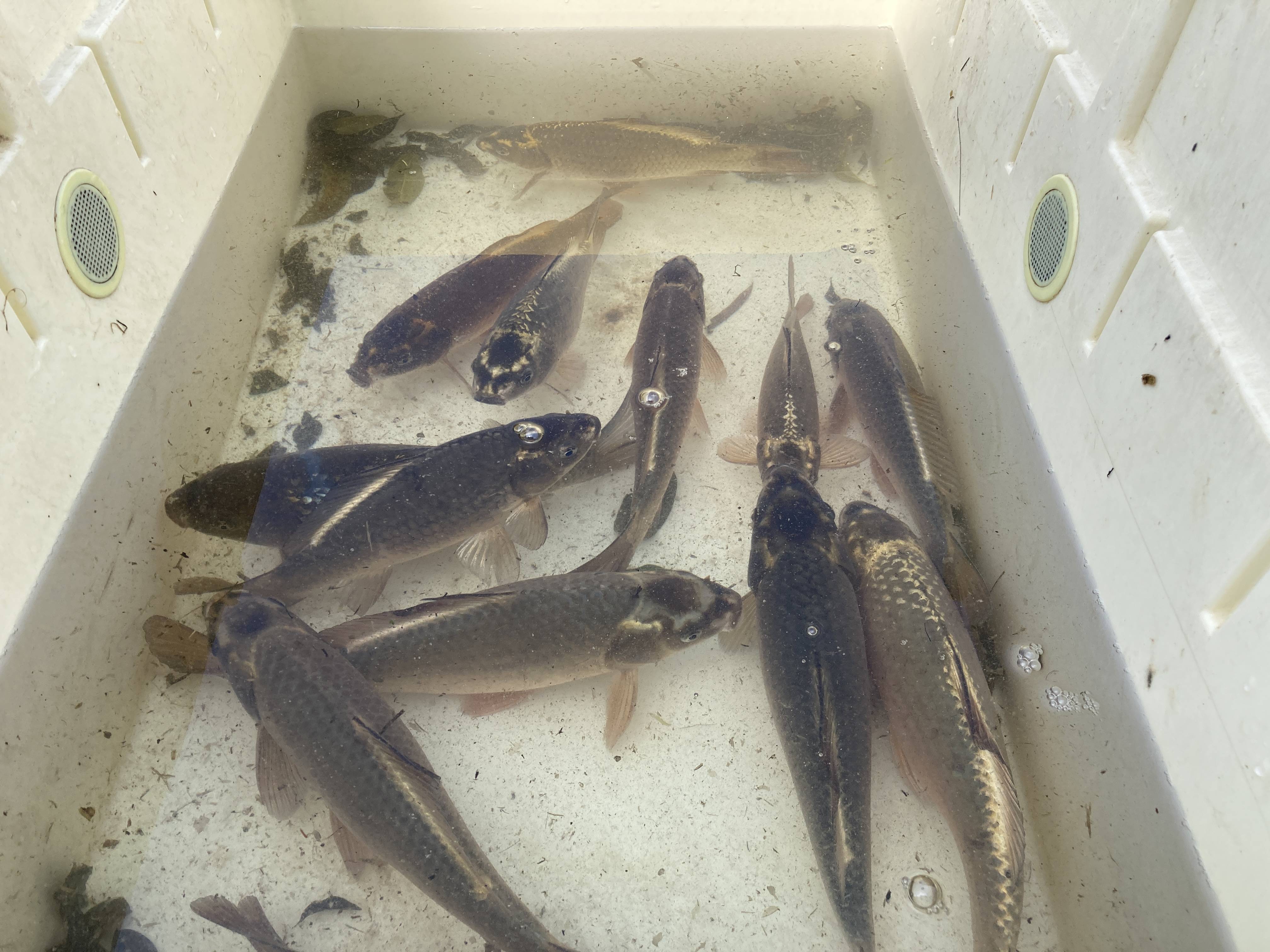 鯉の捕獲 ウチヤマのブログ 写真3