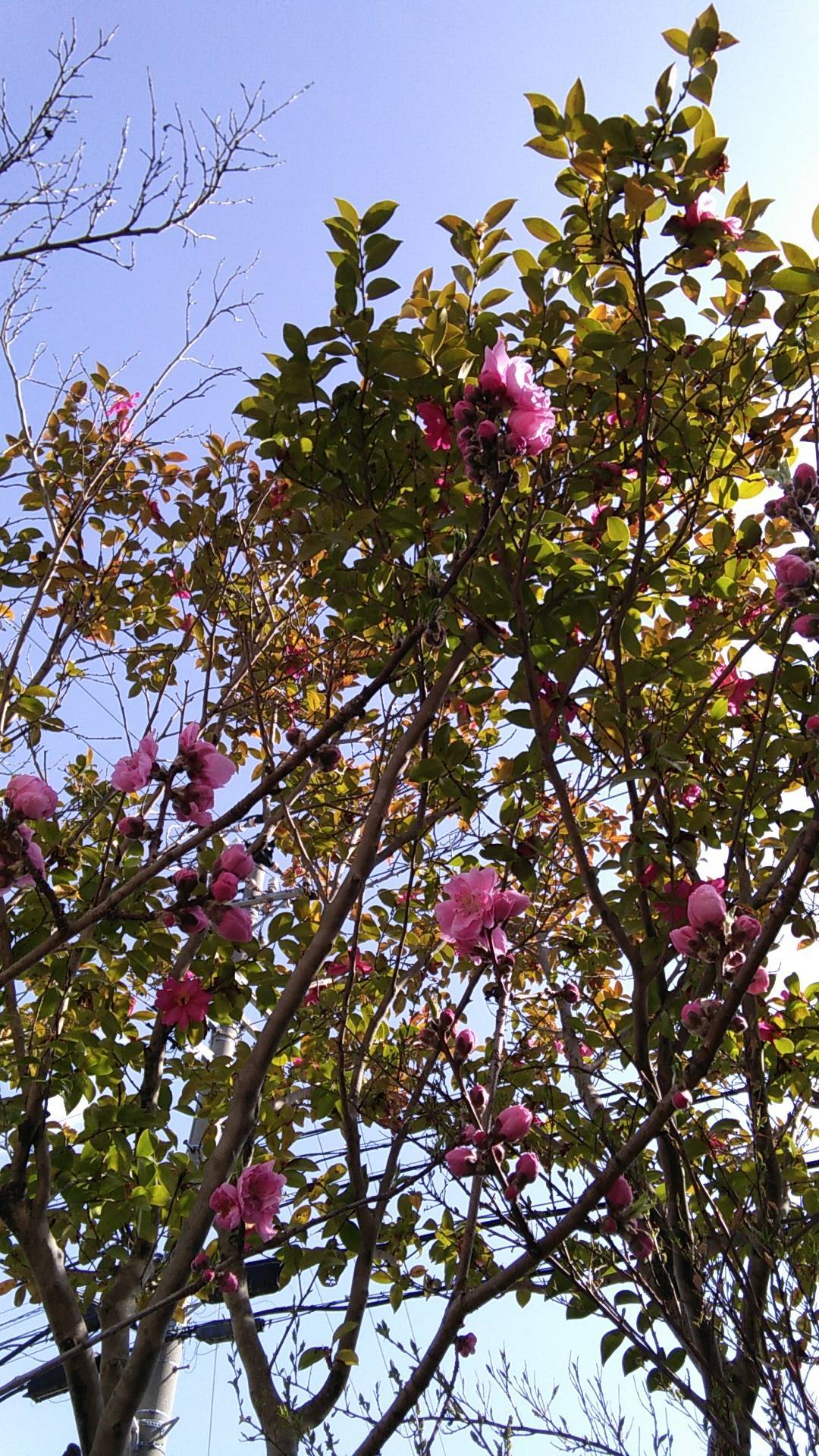 花壇の花桃が咲きました ウチヤマのブログ 写真1