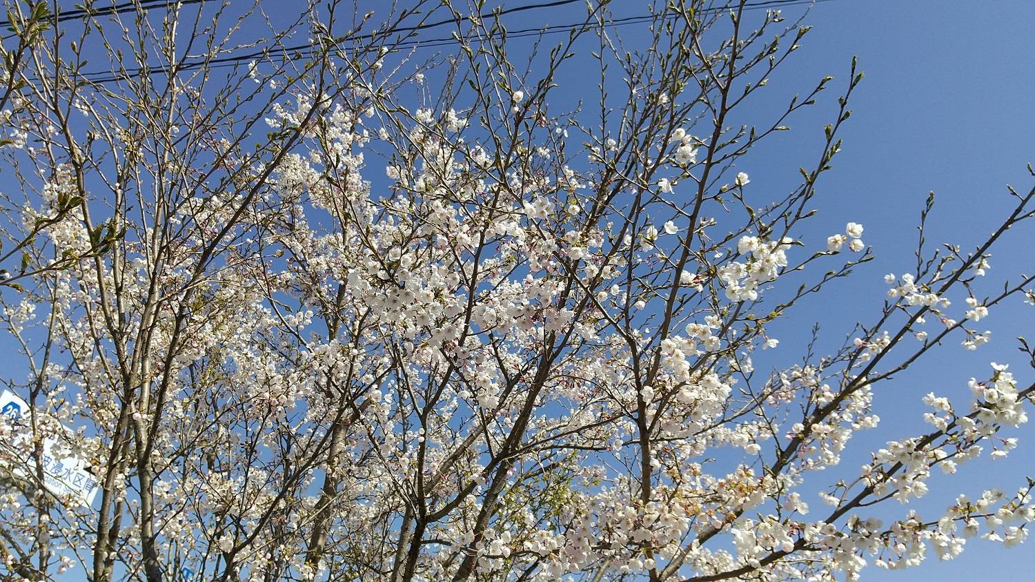 まだ咲いてくれていました‼ 永光トーヨー住器のブログ 写真1