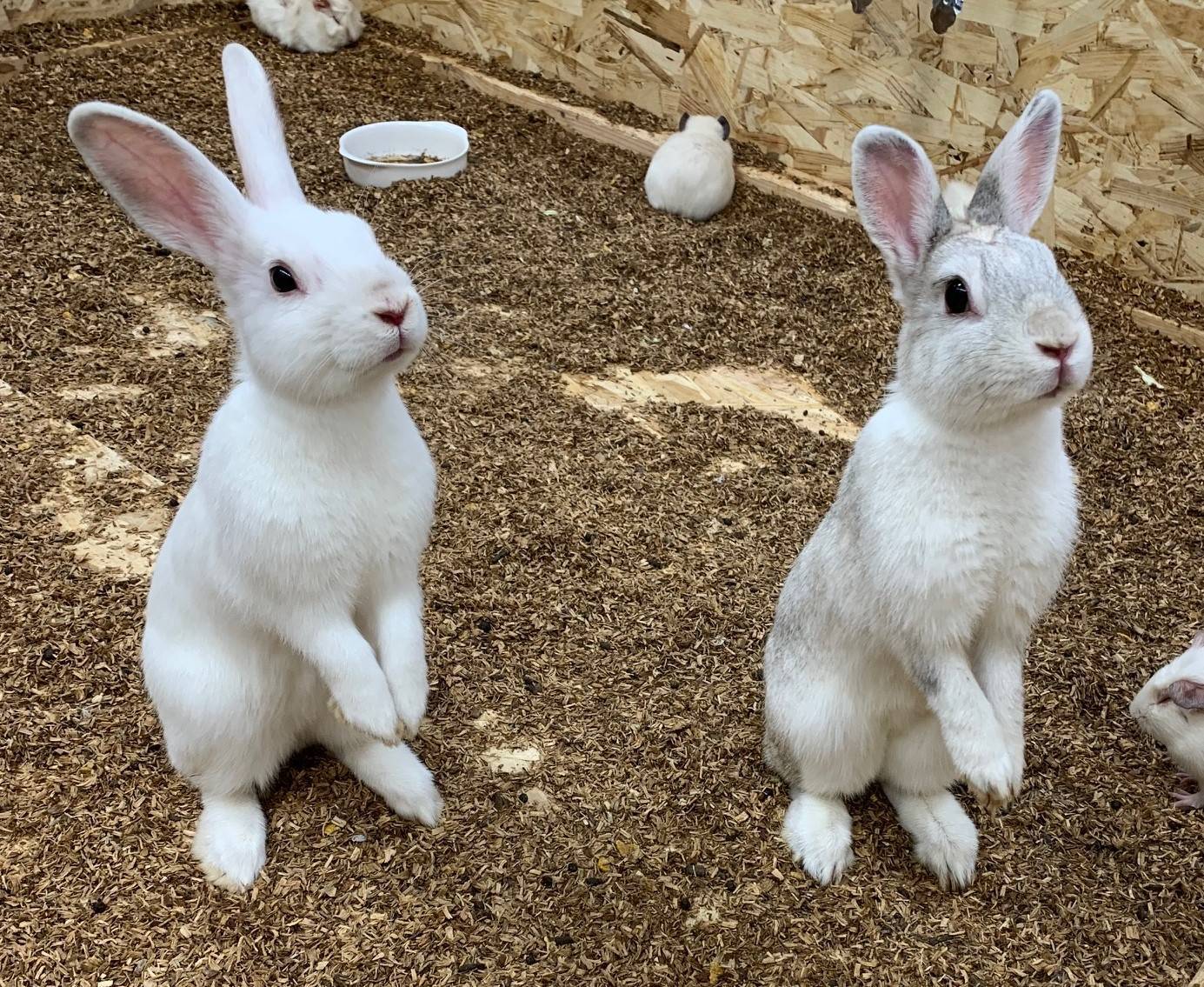 🐇新年明けましておめでとうございます🐇 結城ガラス店のブログ 写真2