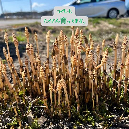 会社からの風景　4月10日 AOBT 浪岡インター店のブログ 写真2