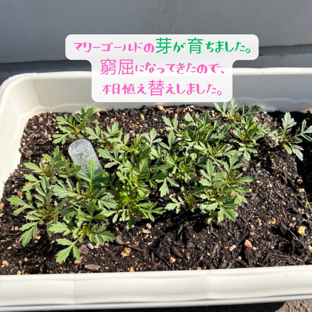 お花🌼🌼🌼 AOBT 浪岡インター店のブログ 写真1