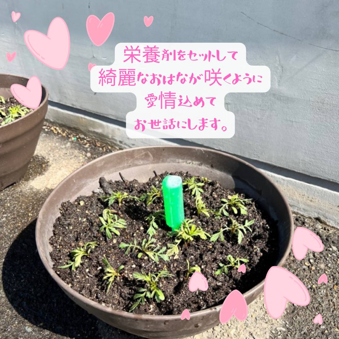 お花🌼🌼🌼 AOBT 浪岡インター店のブログ 写真4